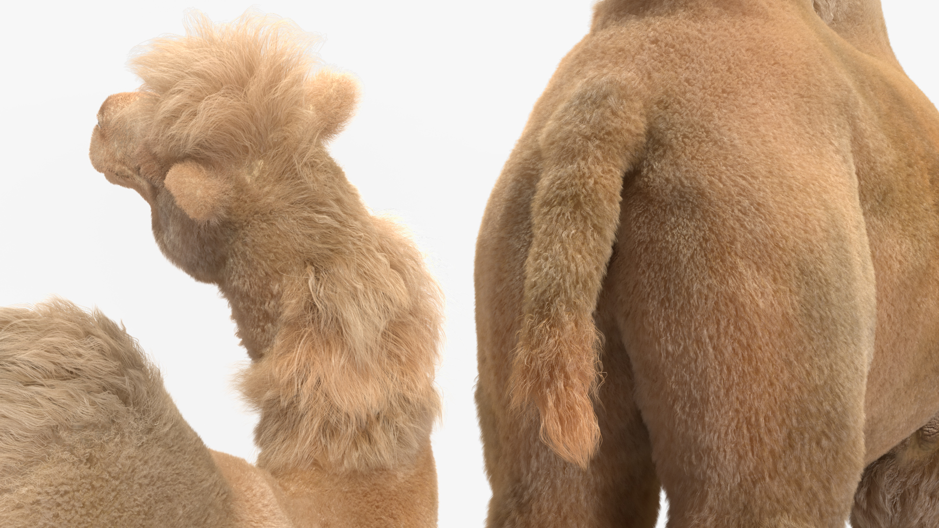 3D Bactrian Camel Light Colored Standing Pose Fur