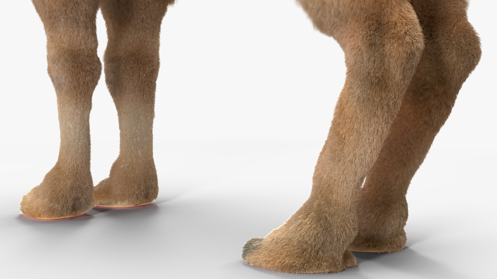 3D Bactrian Camel Light Colored Standing Pose Fur