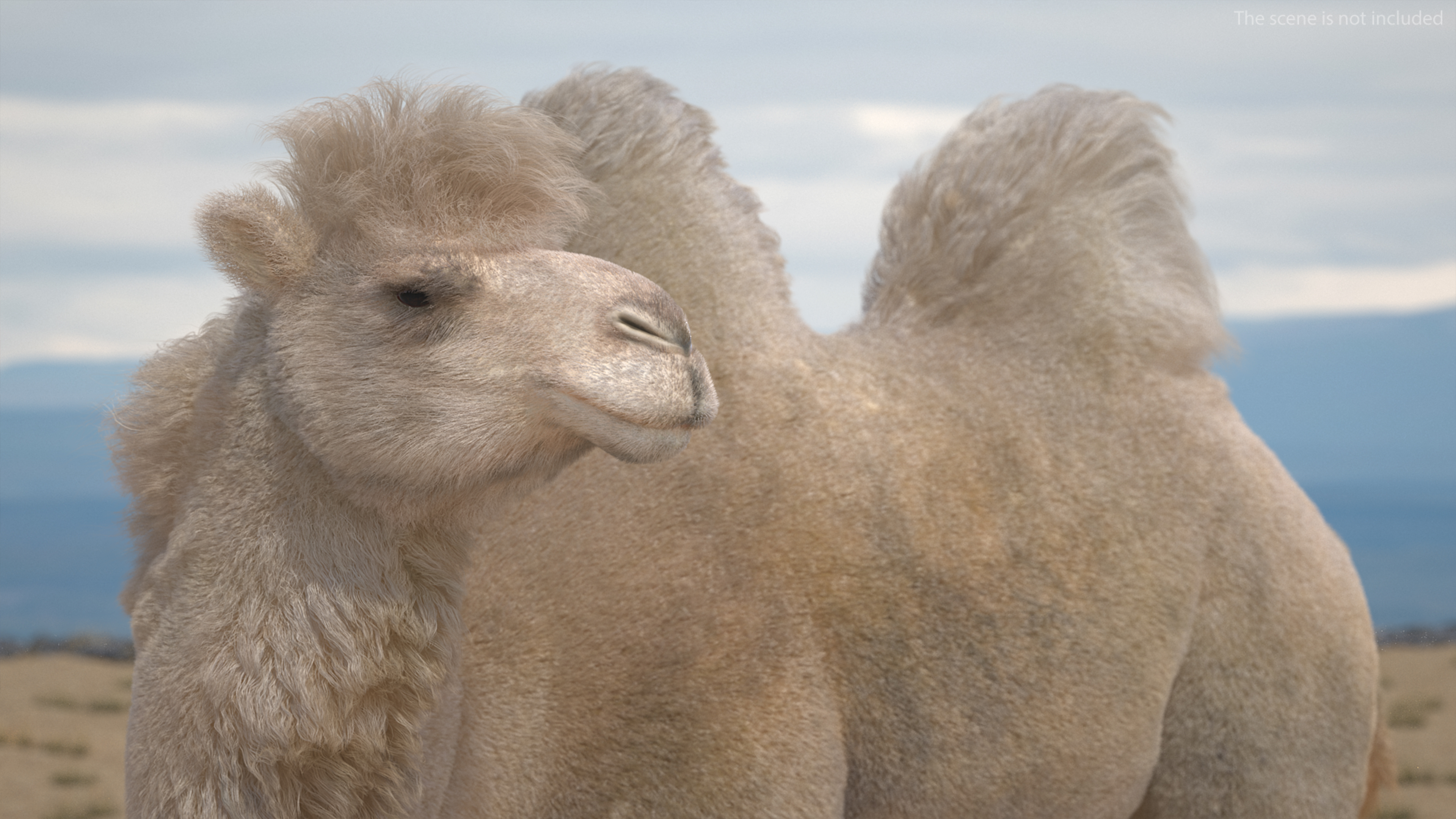 3D Bactrian Camel Light Colored Standing Pose Fur