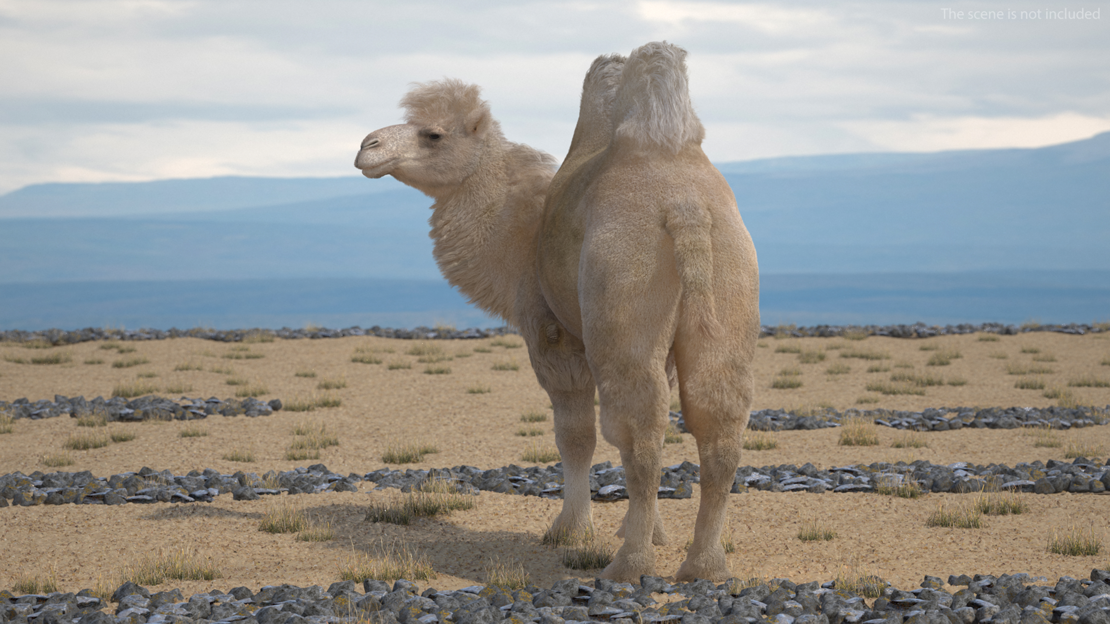 3D Bactrian Camel Light Colored Standing Pose Fur