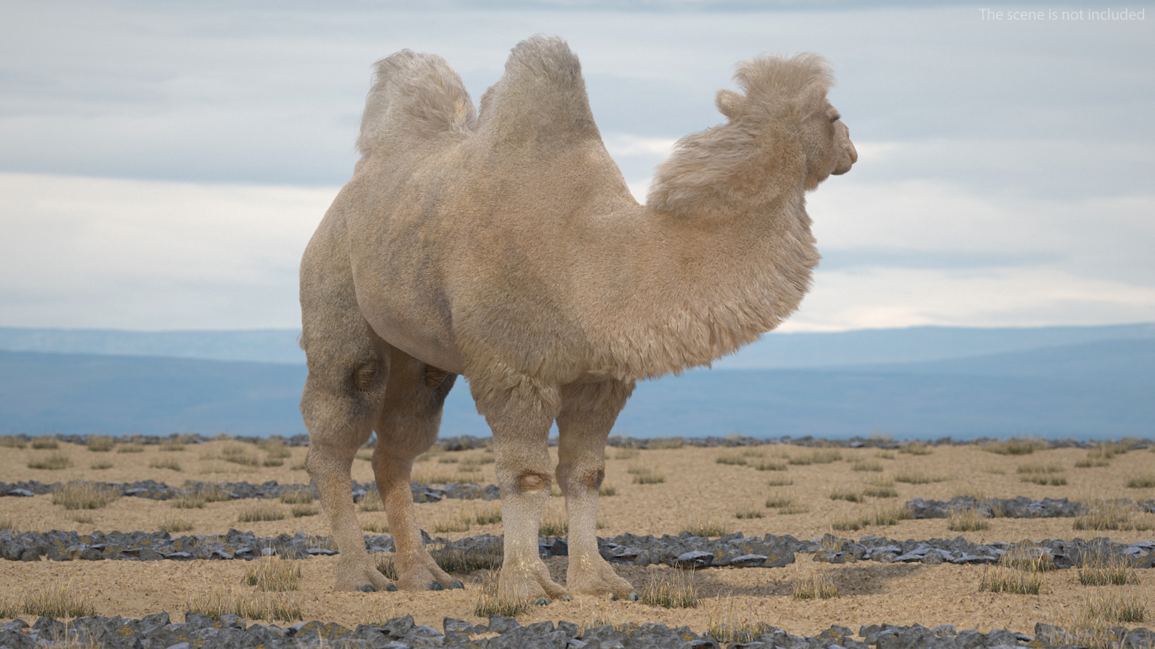 3D Bactrian Camel Light Colored Standing Pose Fur