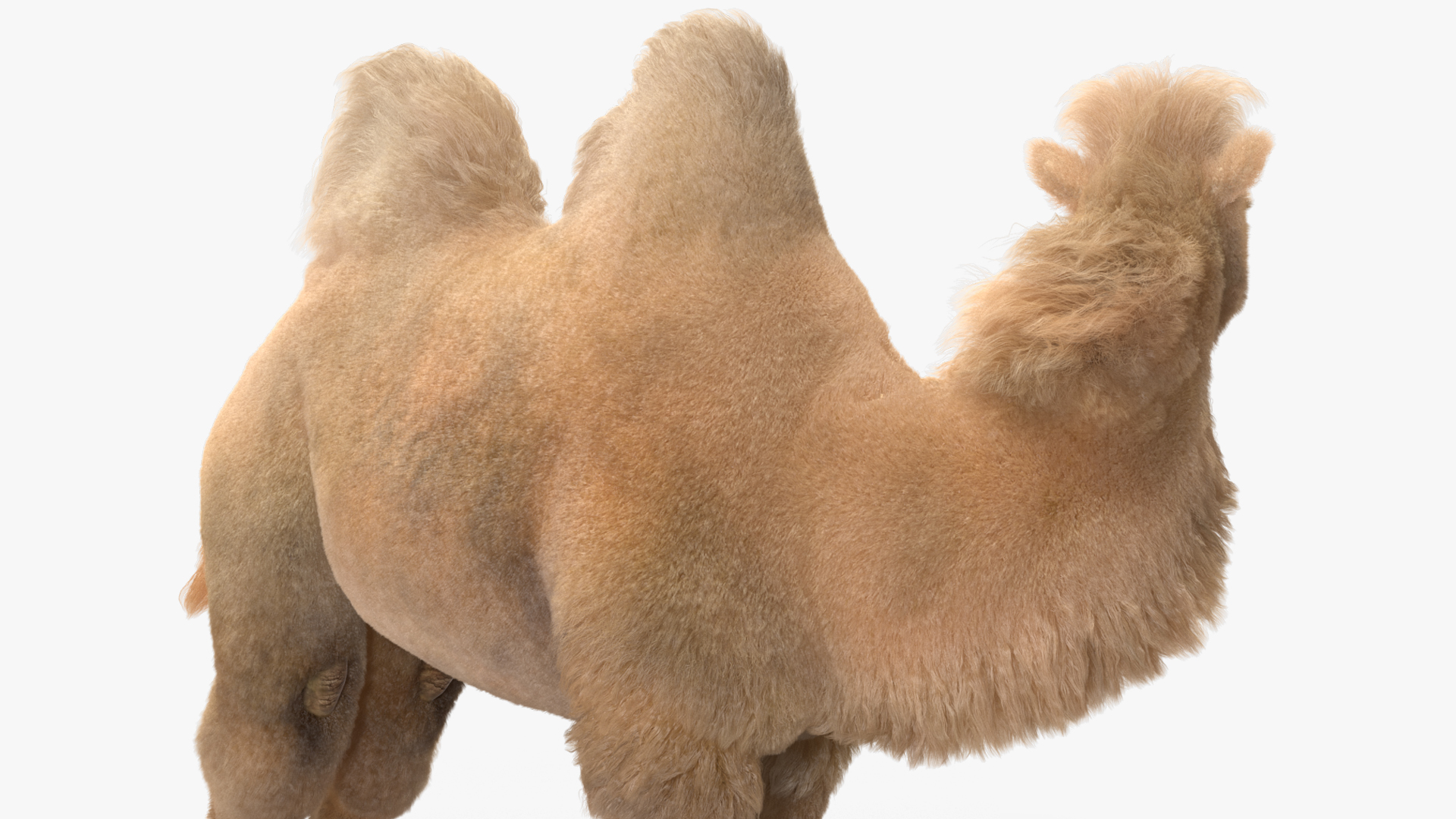3D Bactrian Camel Light Colored Standing Pose Fur