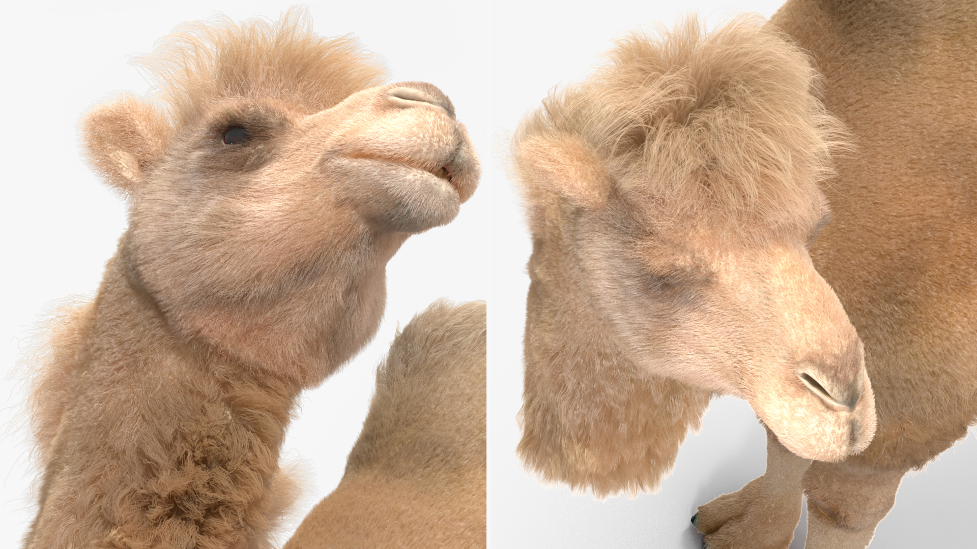 3D Bactrian Camel Light Colored Standing Pose Fur