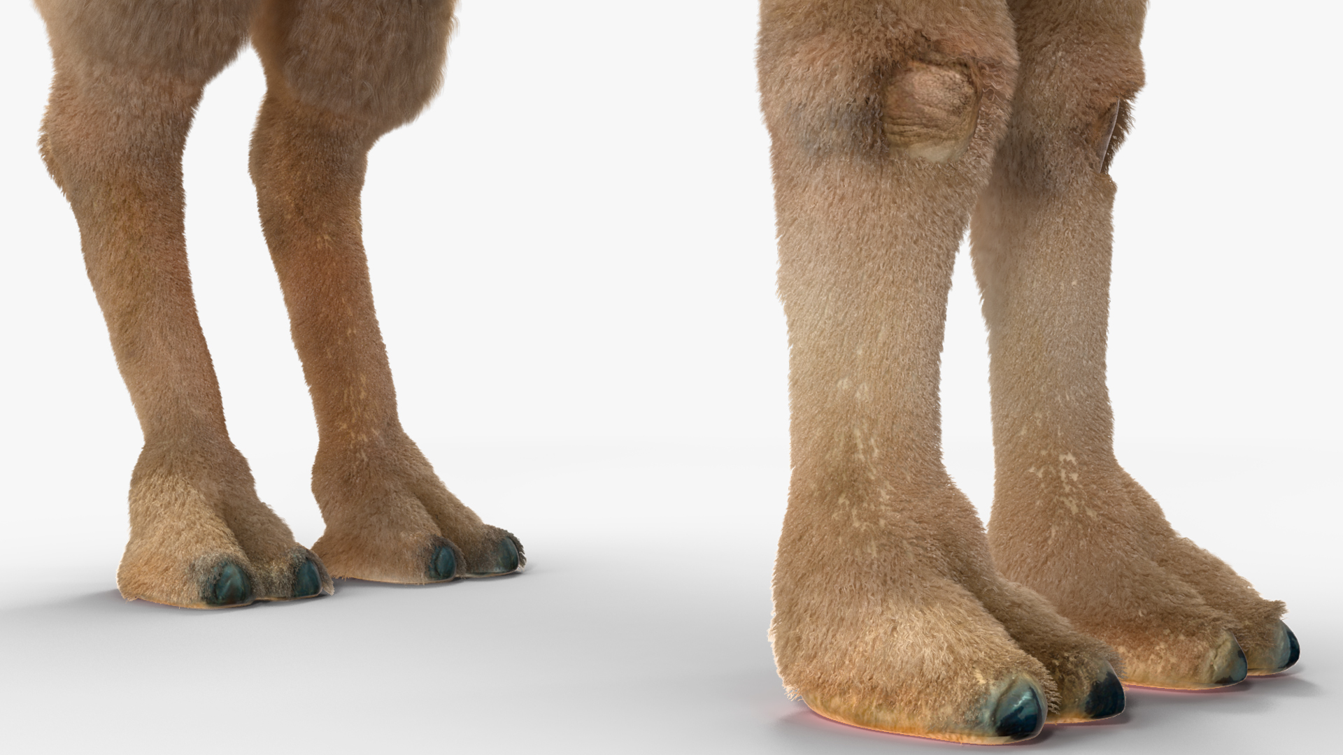 3D Bactrian Camel Light Colored Standing Pose Fur