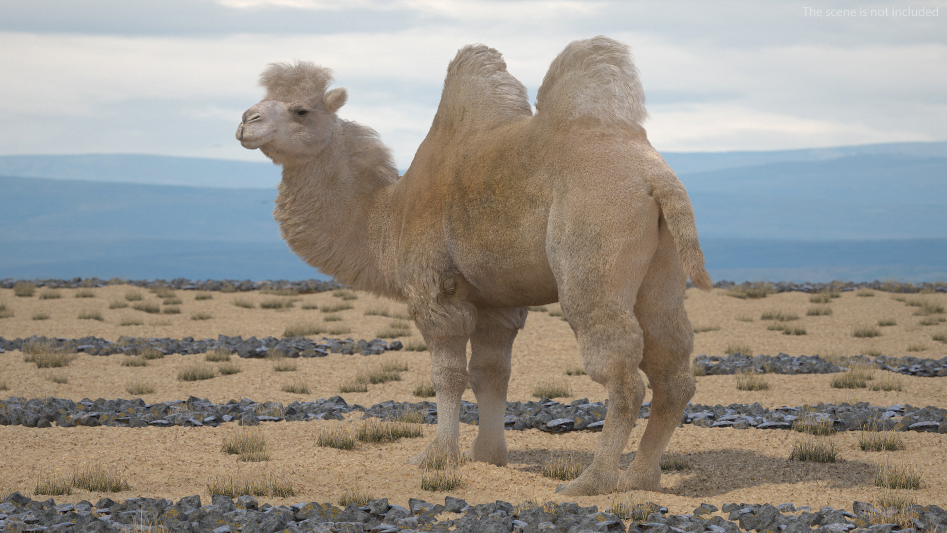 3D Bactrian Camel Light Colored Standing Pose Fur