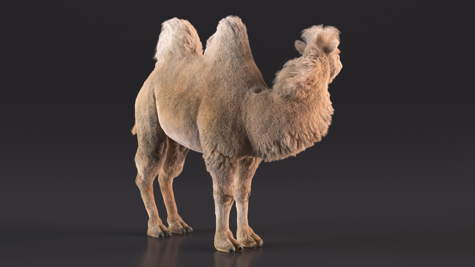 3D Bactrian Camel Light Colored Standing Pose Fur