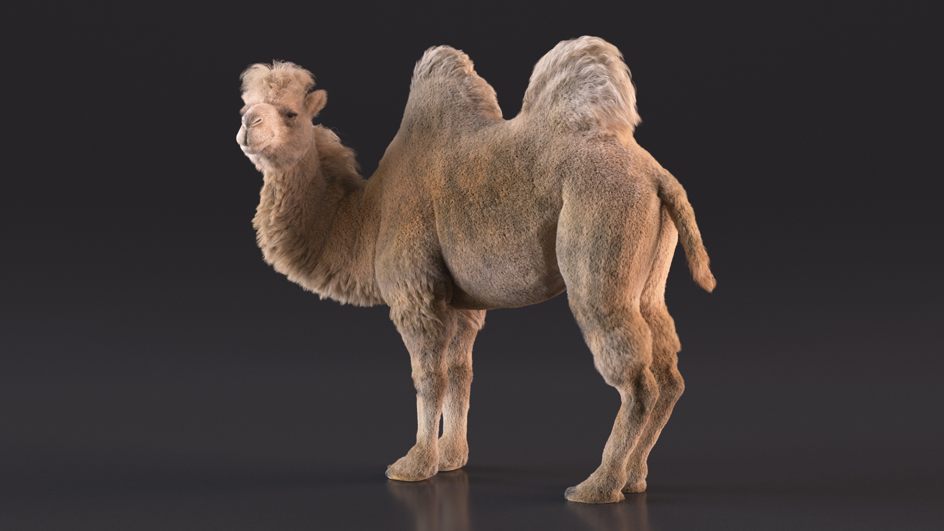 3D Bactrian Camel Light Colored Standing Pose Fur