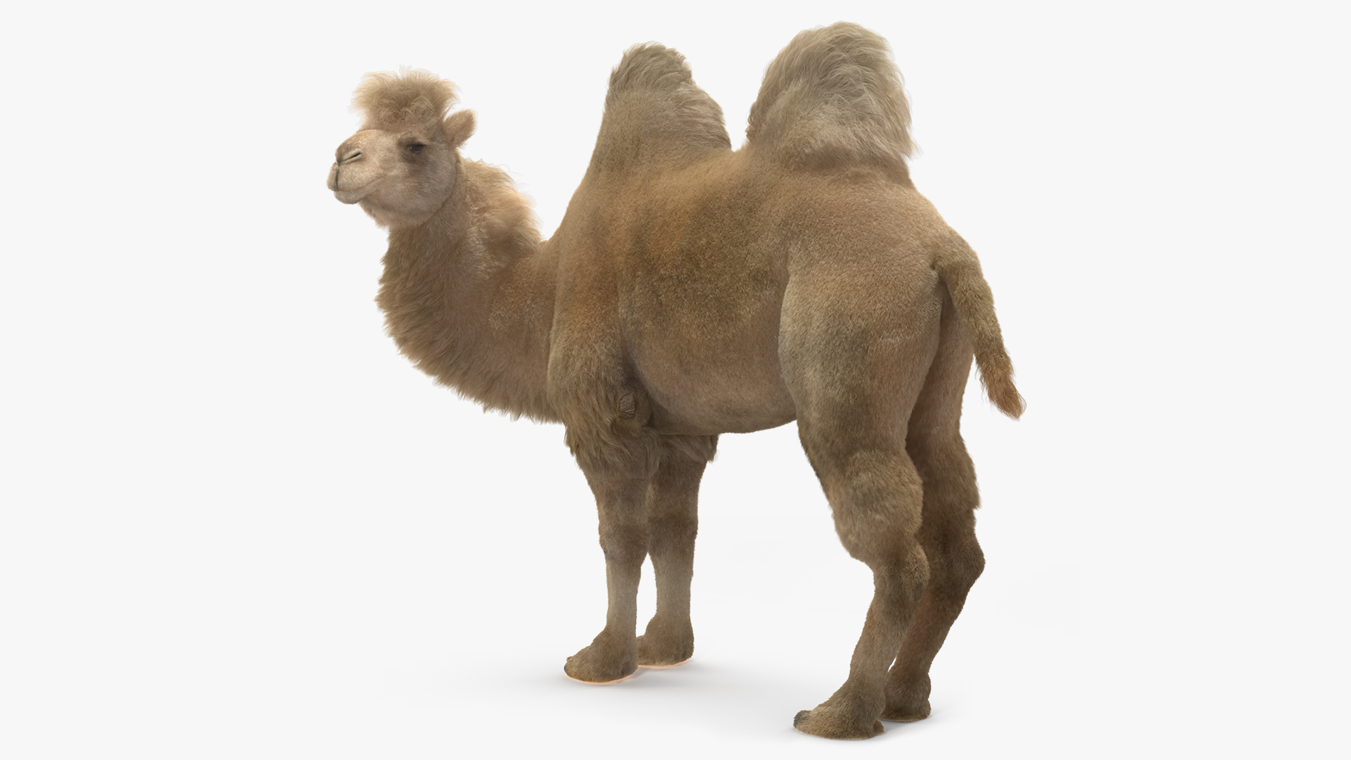 3D Bactrian Camel Light Colored Standing Pose Fur