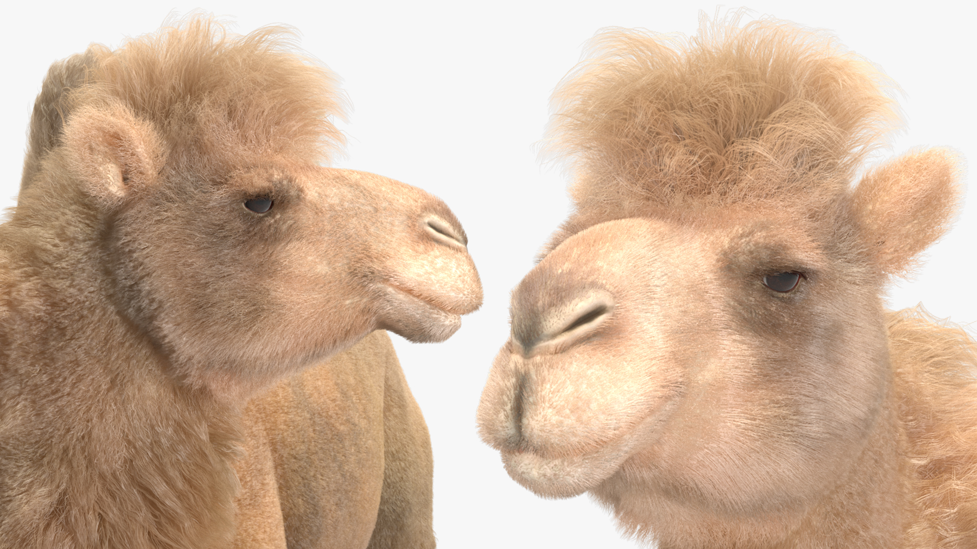 3D Bactrian Camel Light Colored Standing Pose Fur