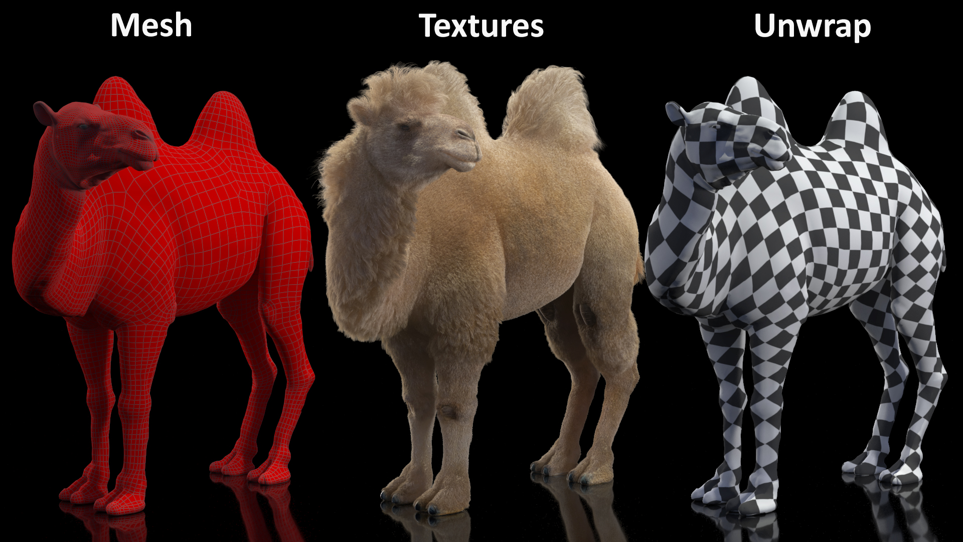 3D Bactrian Camel Light Colored Standing Pose Fur