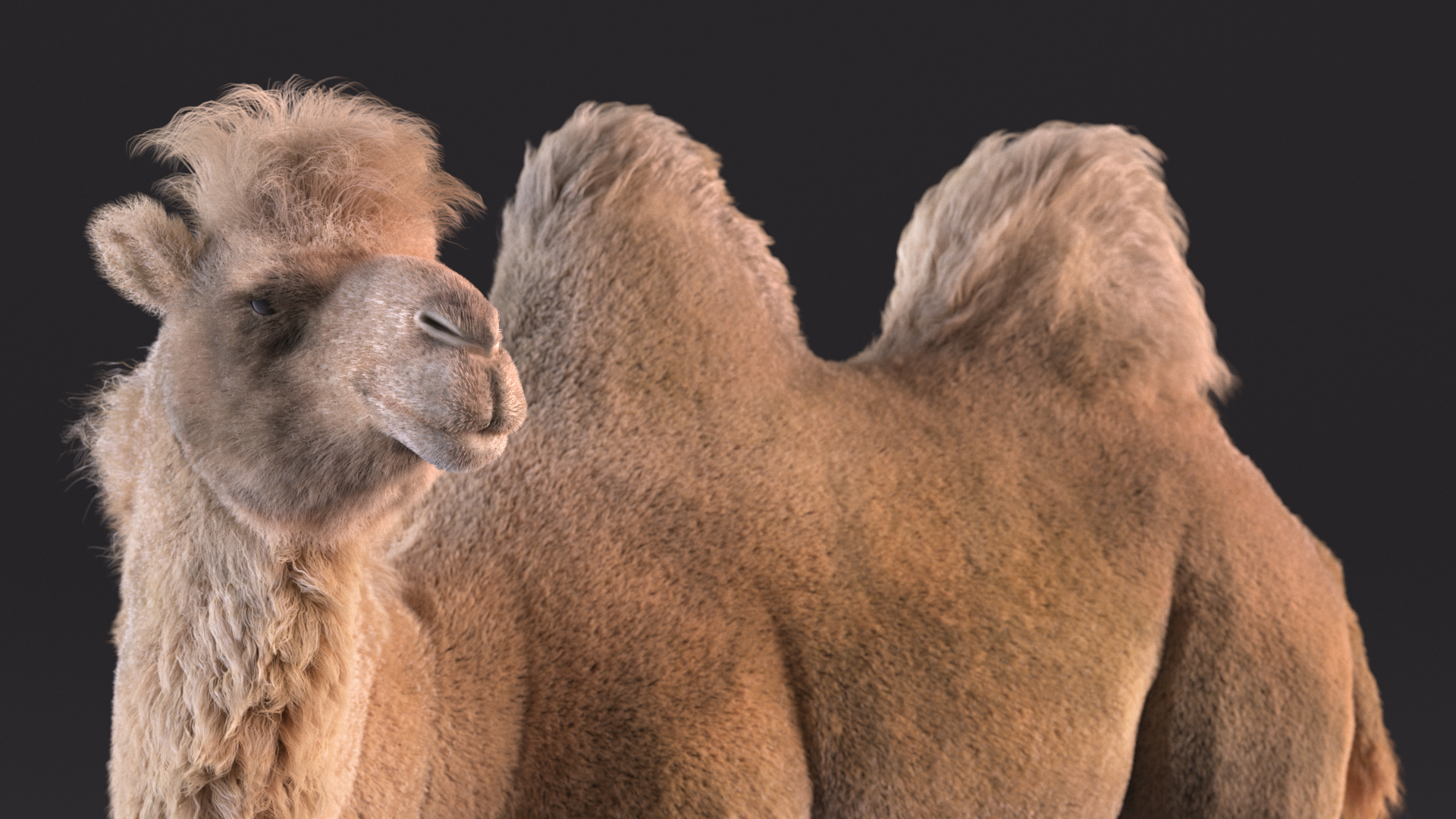 3D Bactrian Camel Light Colored Standing Pose Fur