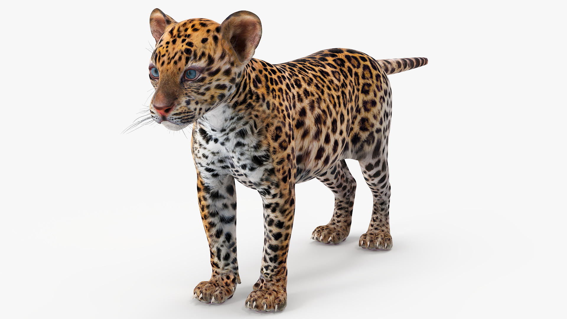 3D model Leopard Cub Standing Pose