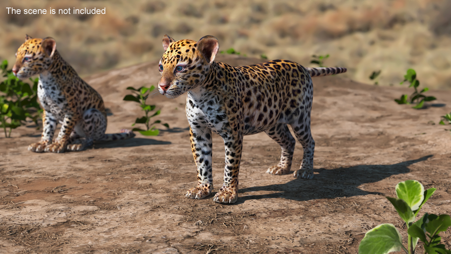 3D model Leopard Cub Standing Pose