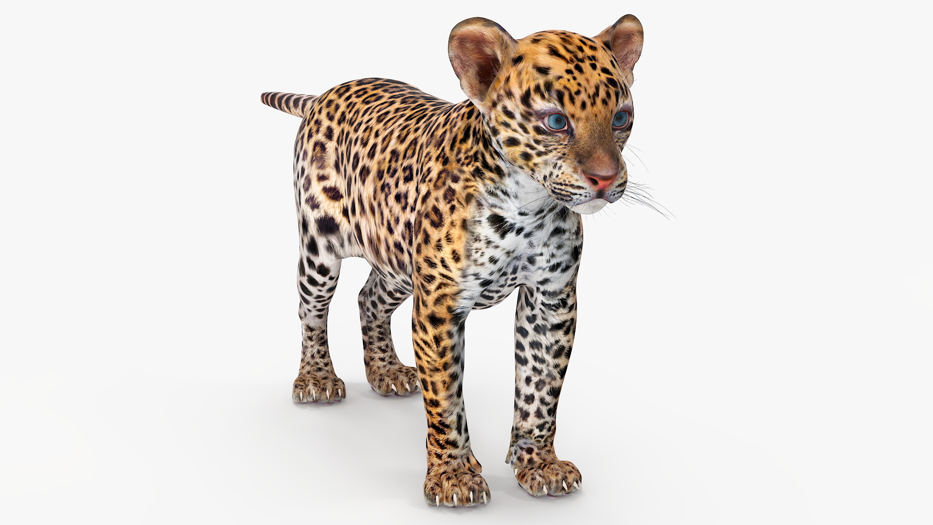 3D model Leopard Cub Standing Pose