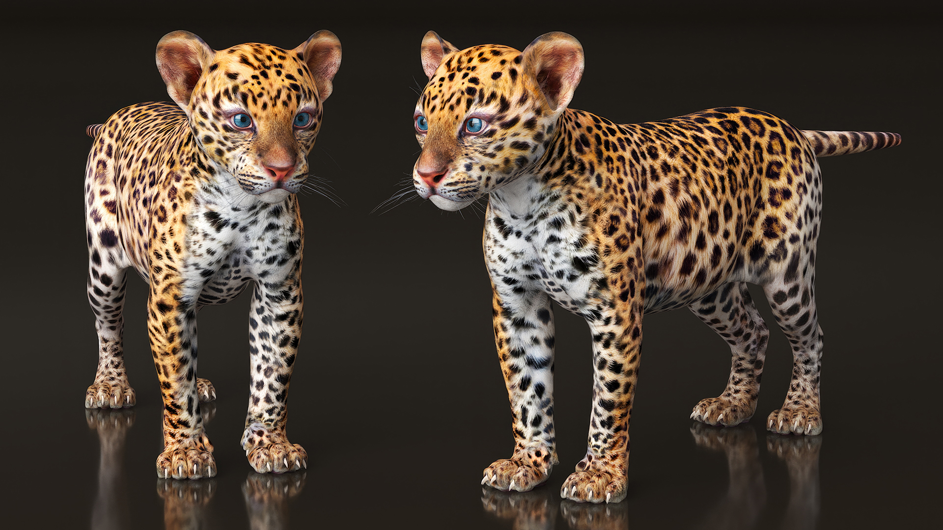3D model Leopard Cub Standing Pose