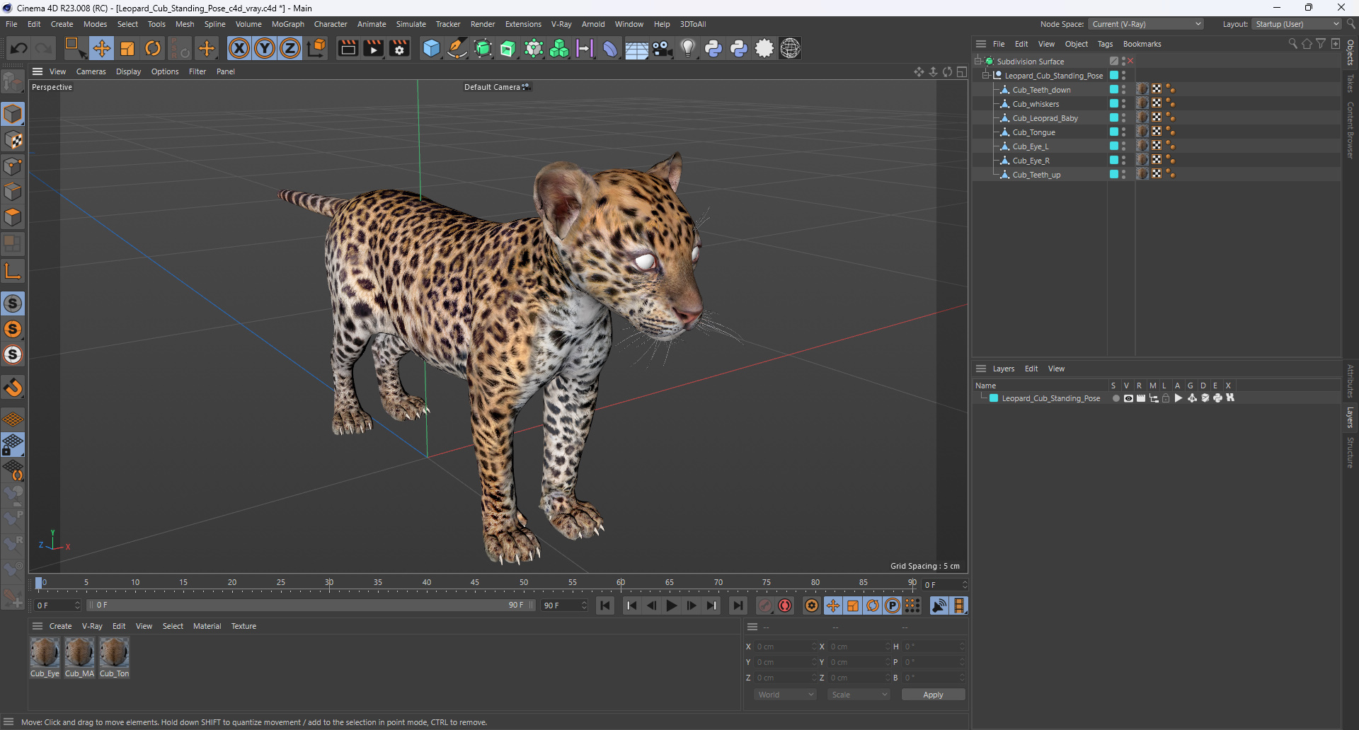3D model Leopard Cub Standing Pose