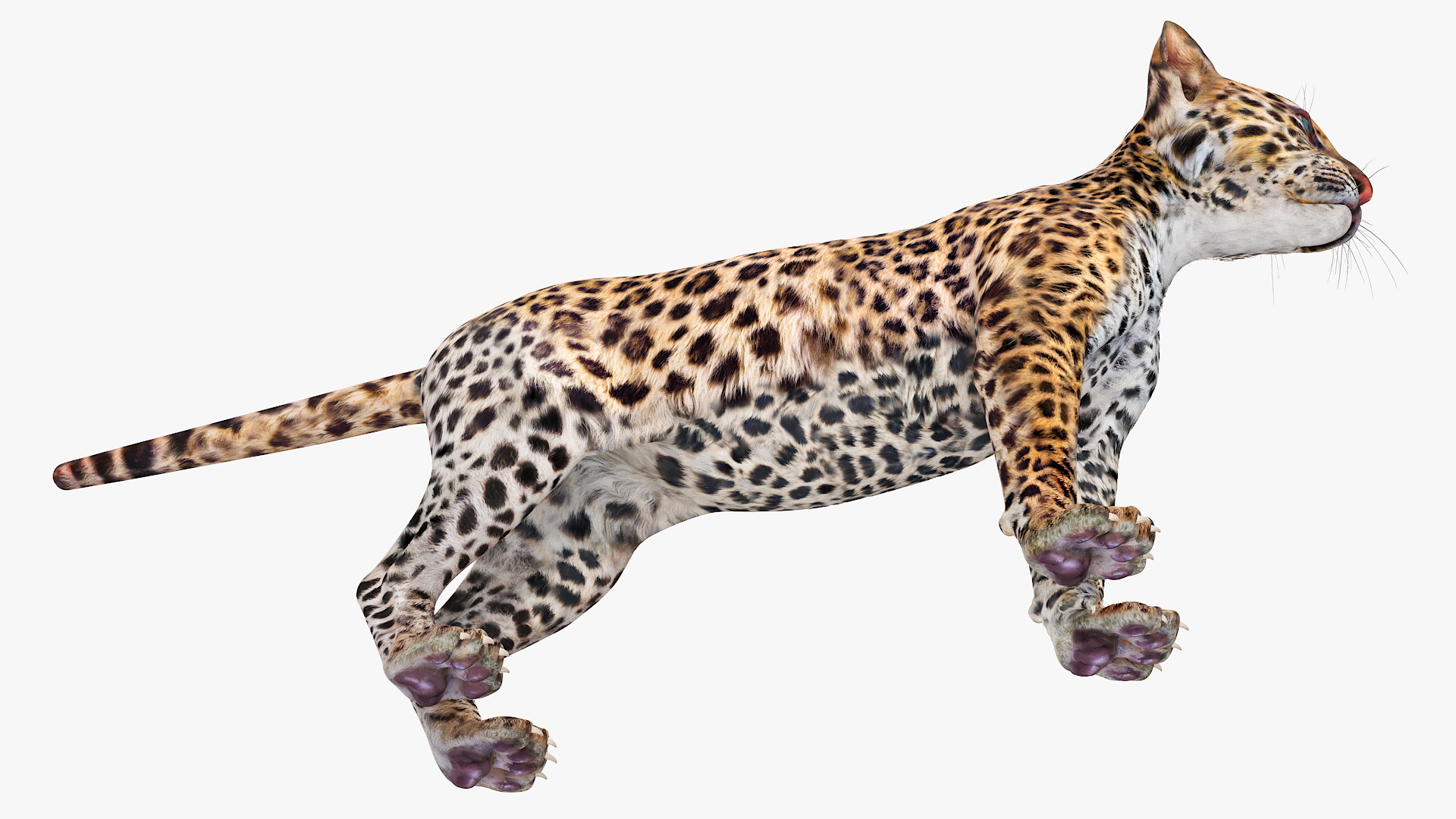 3D model Leopard Cub Standing Pose