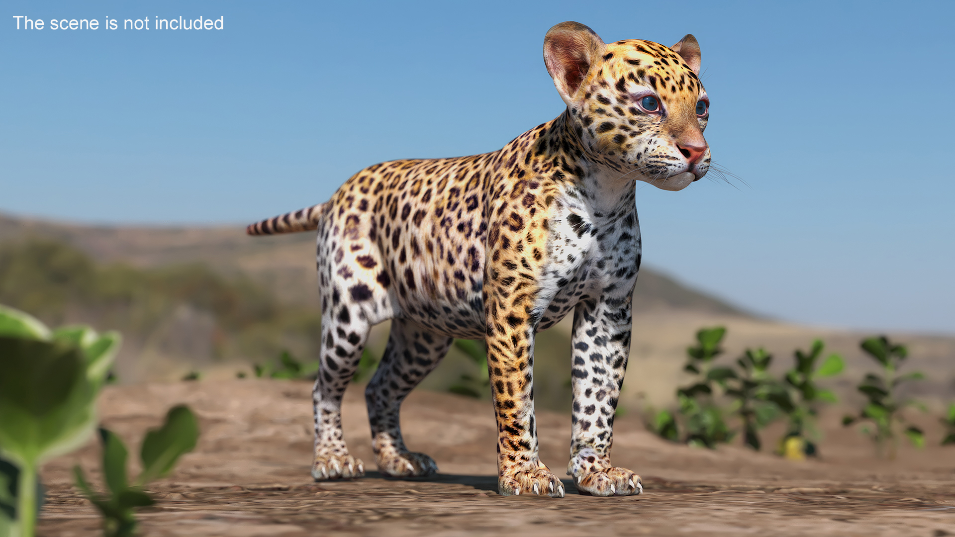 3D model Leopard Cub Standing Pose