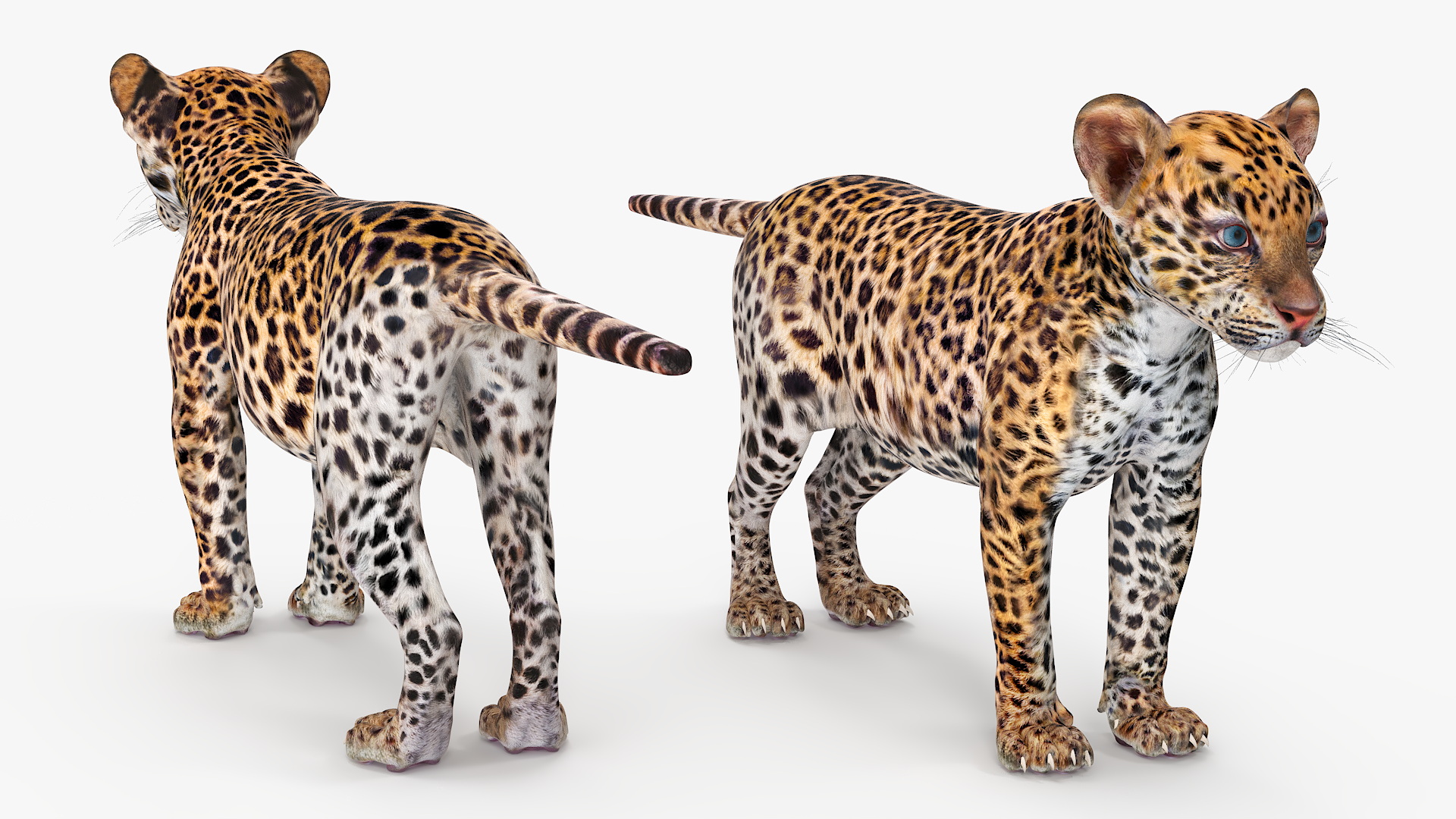 3D model Leopard Cub Standing Pose