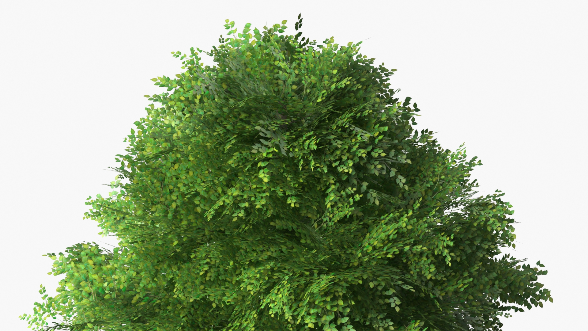 LowPoly Deciduous Leafy Tree Dense Foliage Green - view 5