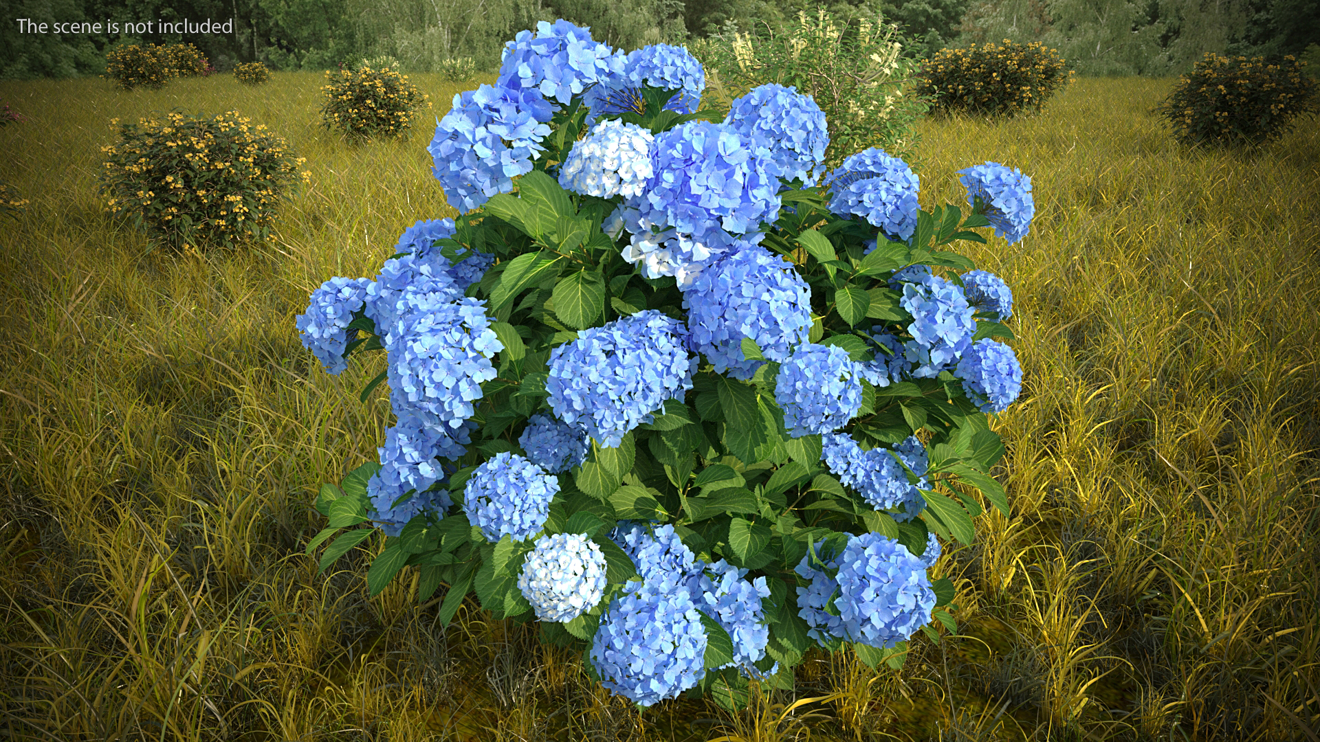Hydrangea Macrophylla Nikko Blue Bush 3D