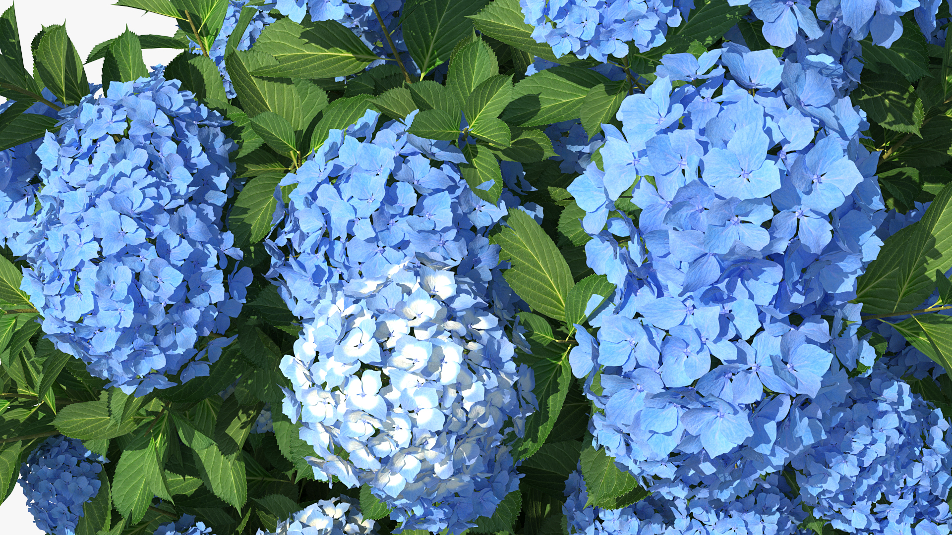 Hydrangea Macrophylla Nikko Blue Bush 3D