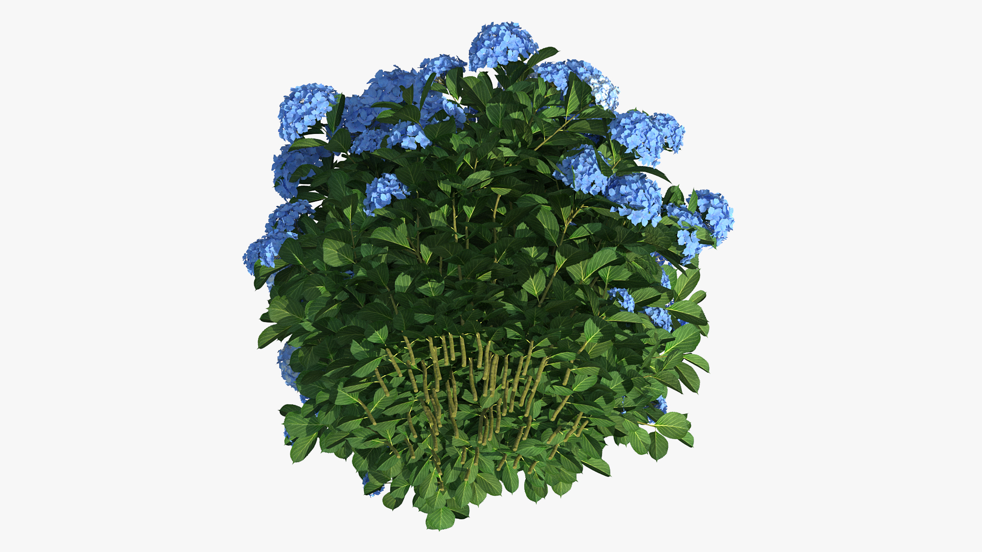 Hydrangea Macrophylla Nikko Blue Bush 3D