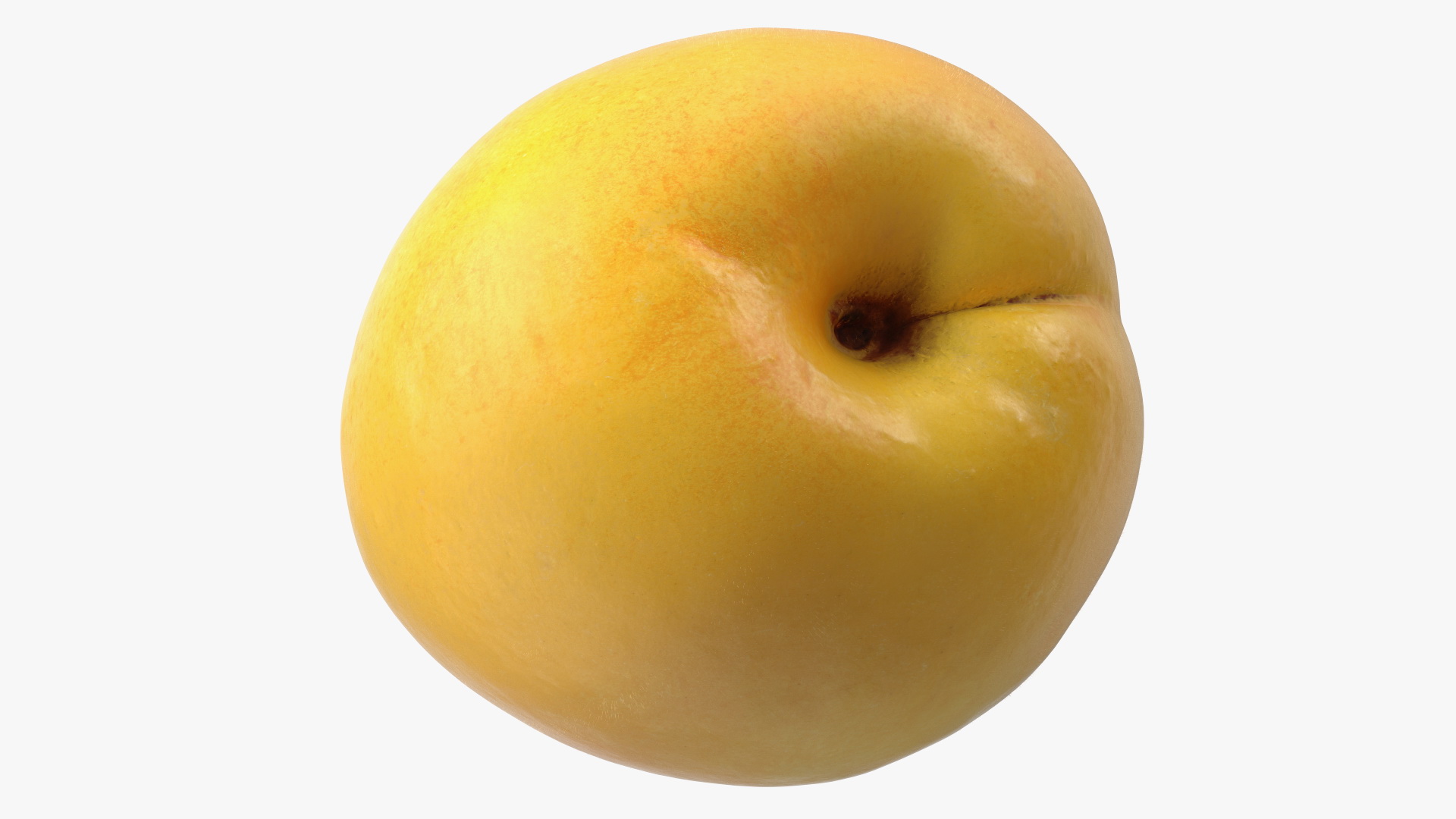 3D Yellow Apricot Fur model