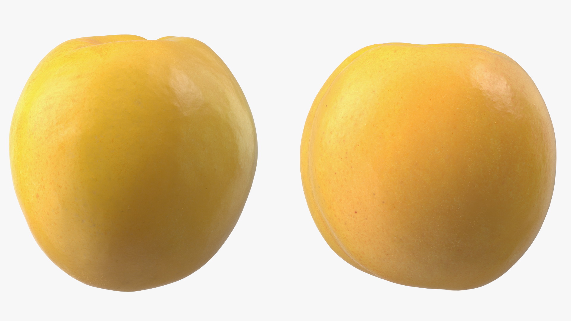 3D Yellow Apricot Fur model