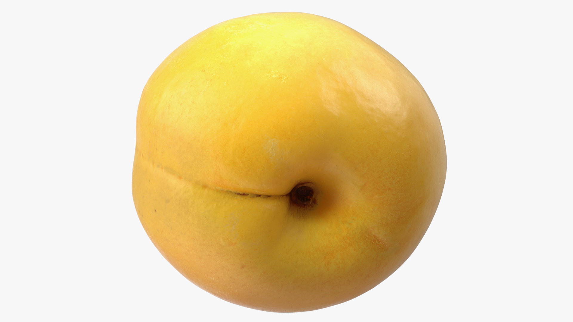 3D Yellow Apricot Fur model