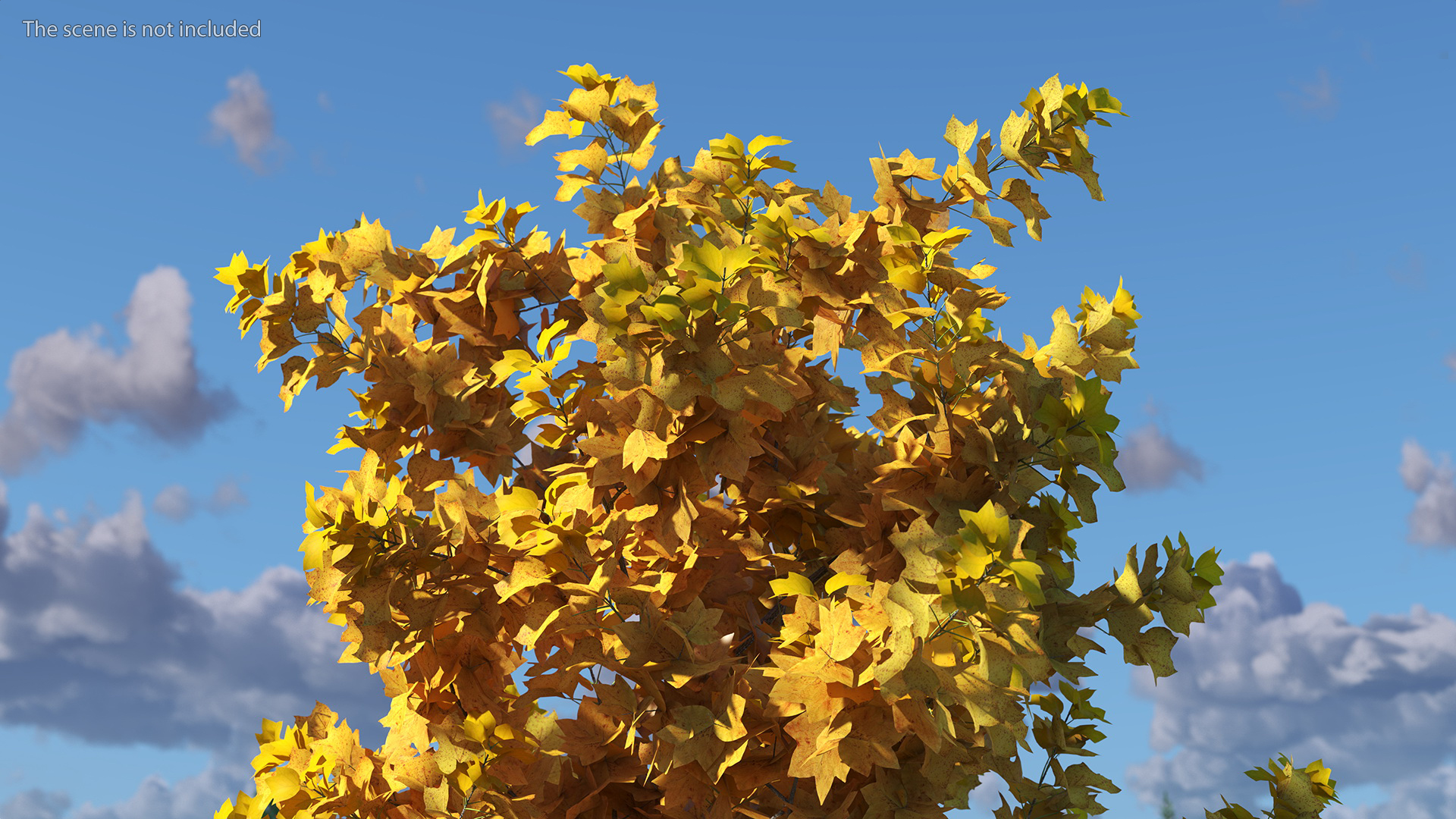 3D model Autumn Yellow Poplar Tree
