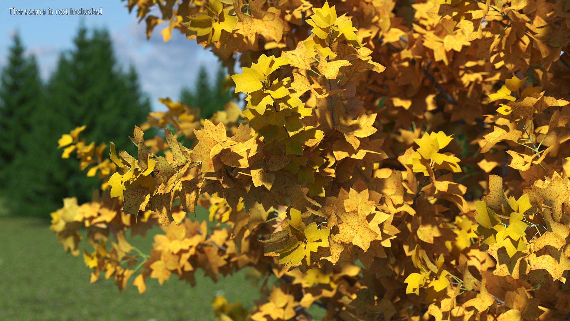 3D model Autumn Yellow Poplar Tree