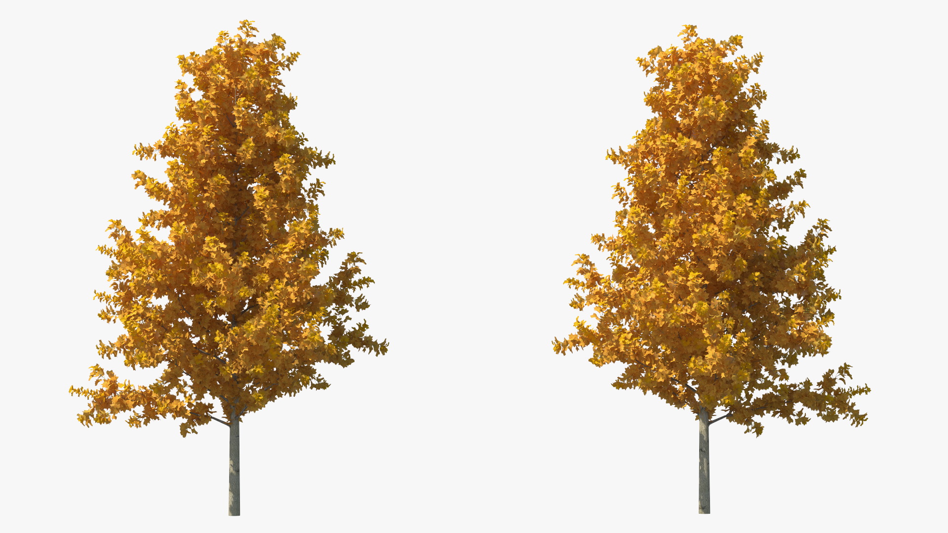 3D model Autumn Yellow Poplar Tree