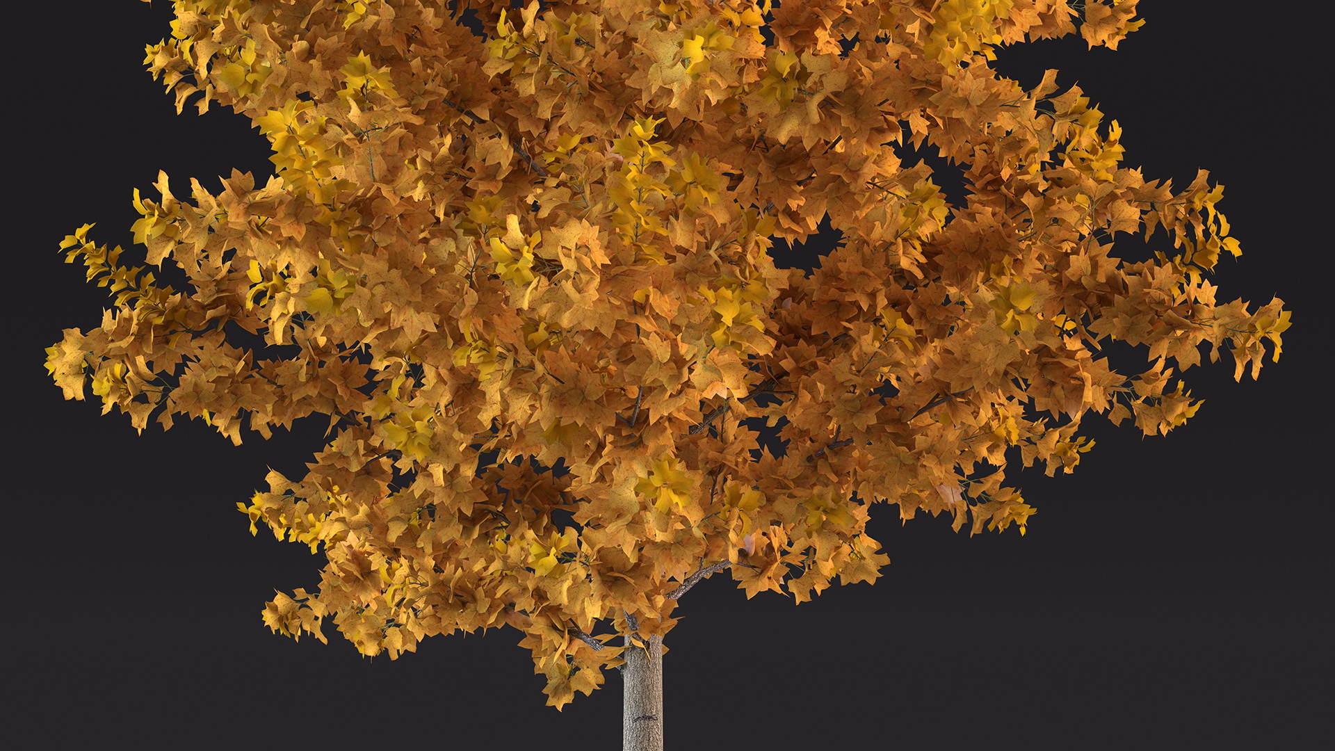 3D model Autumn Yellow Poplar Tree