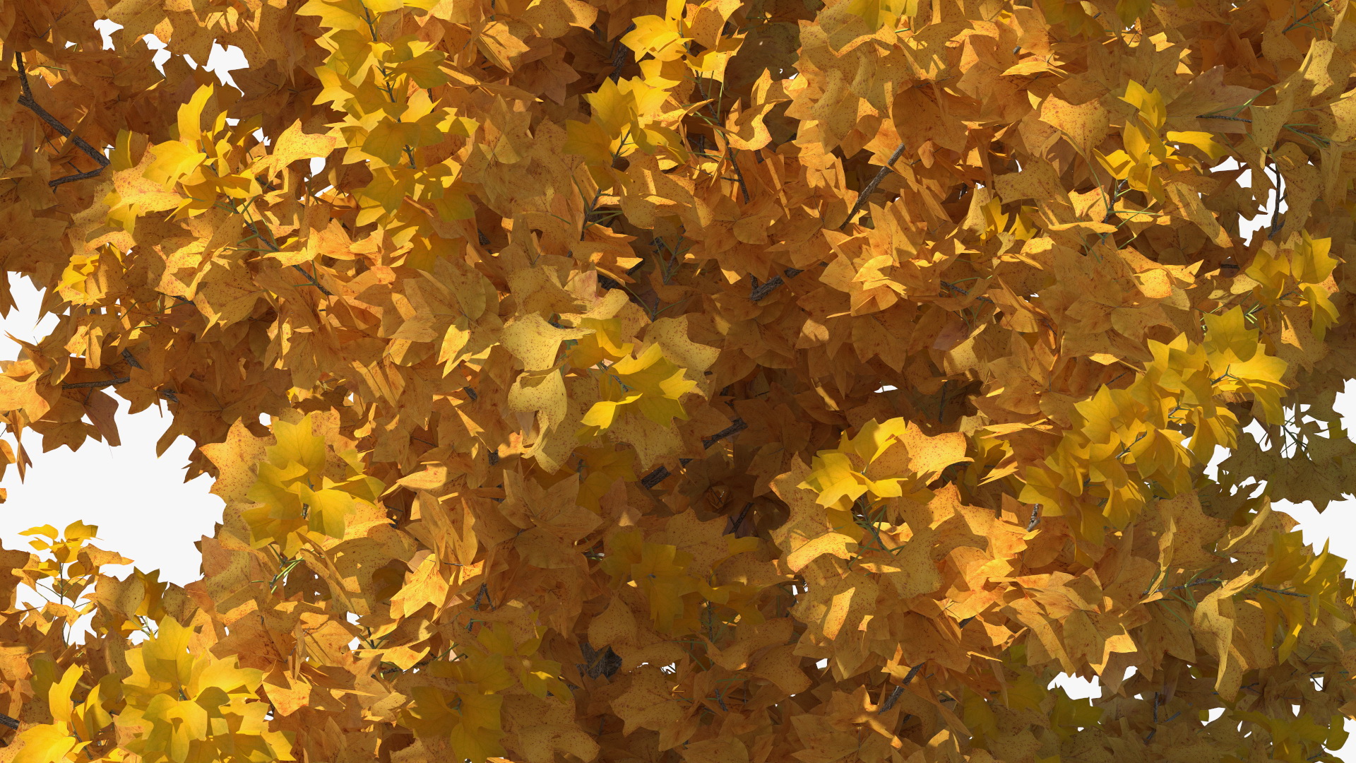 3D model Autumn Yellow Poplar Tree