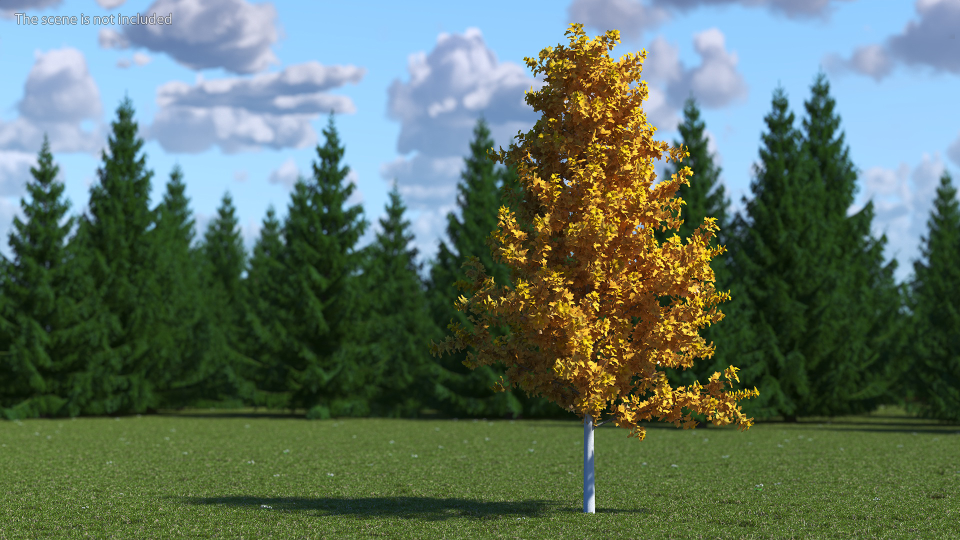 3D model Autumn Yellow Poplar Tree