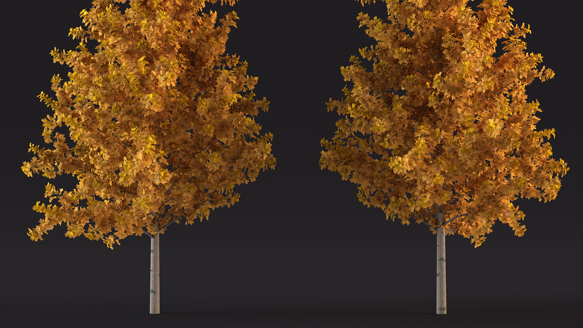 3D model Autumn Yellow Poplar Tree