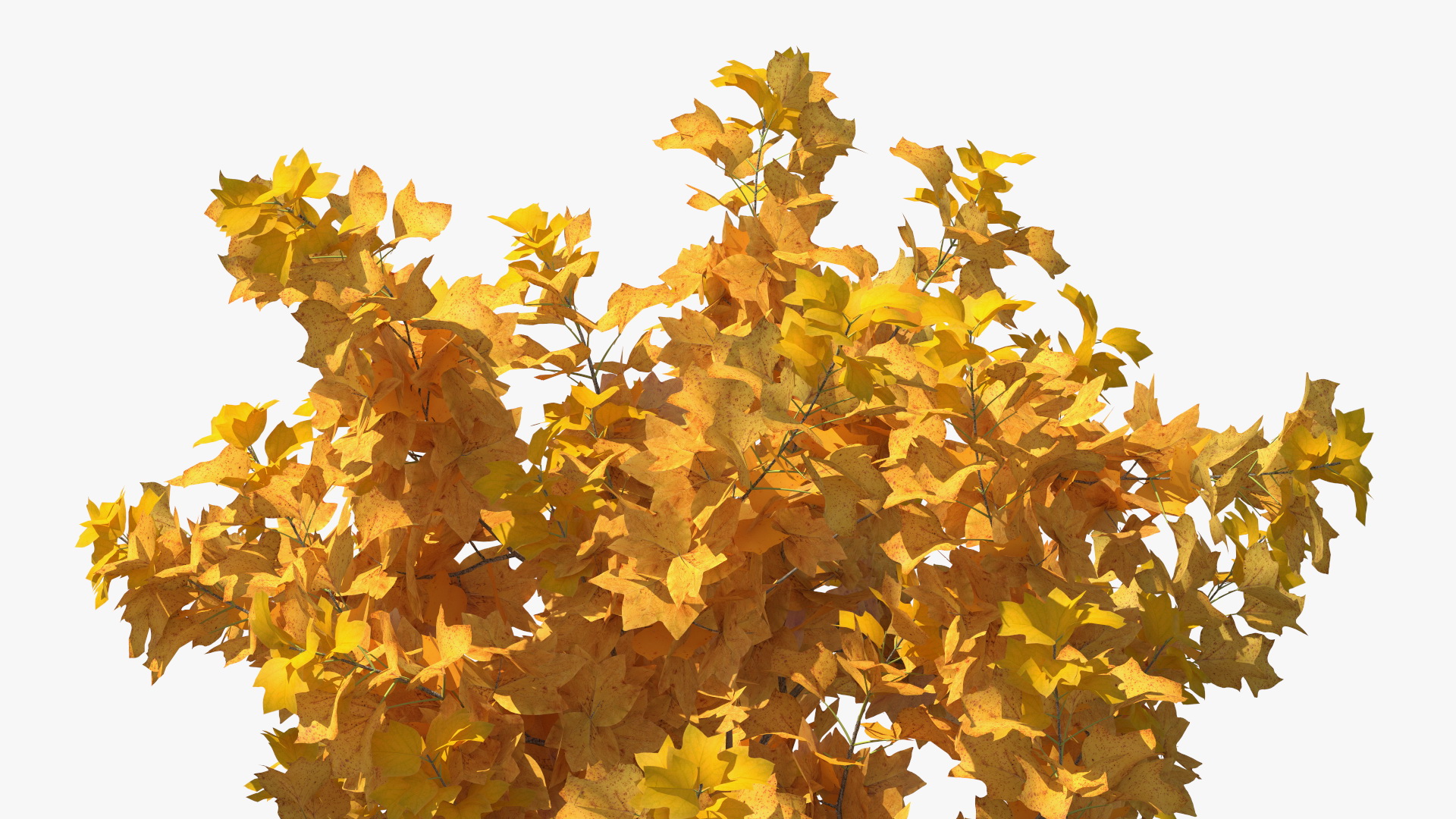 3D model Autumn Yellow Poplar Tree