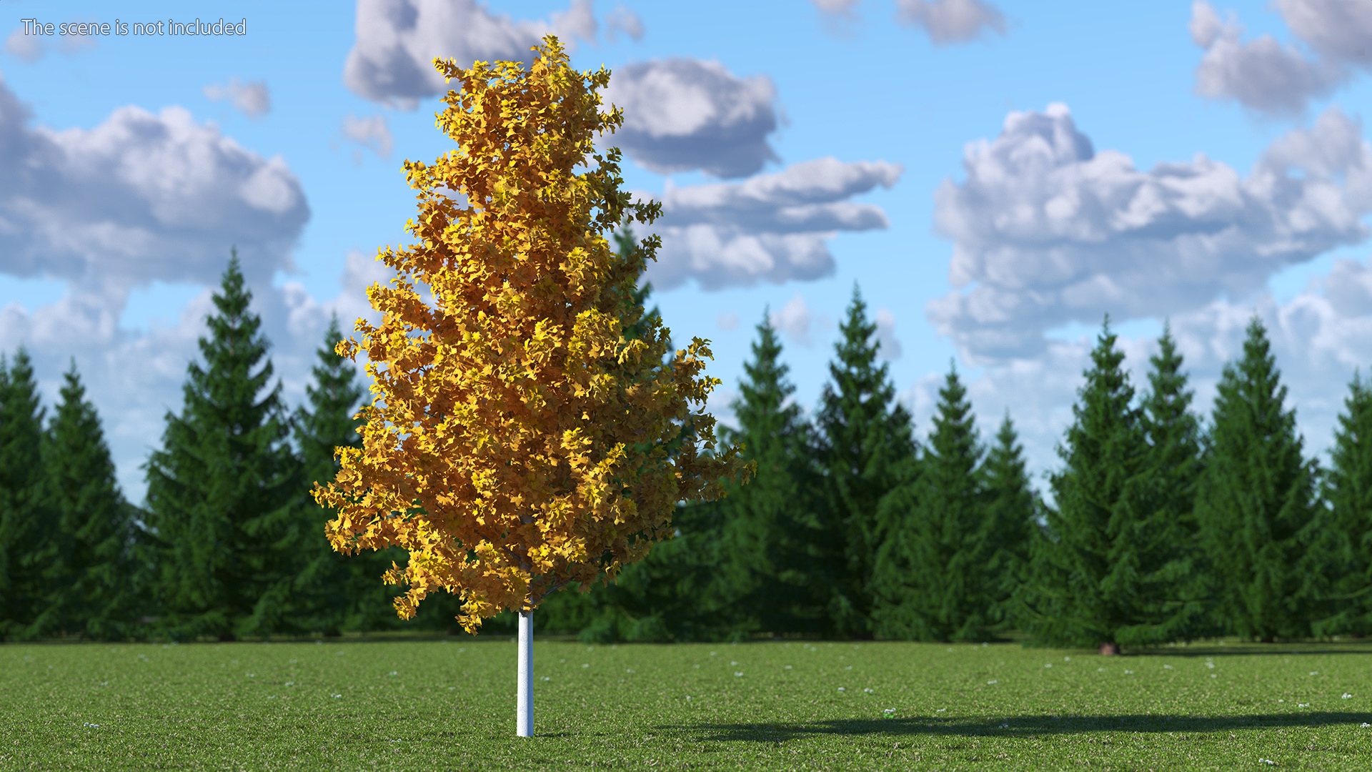 3D model Autumn Yellow Poplar Tree