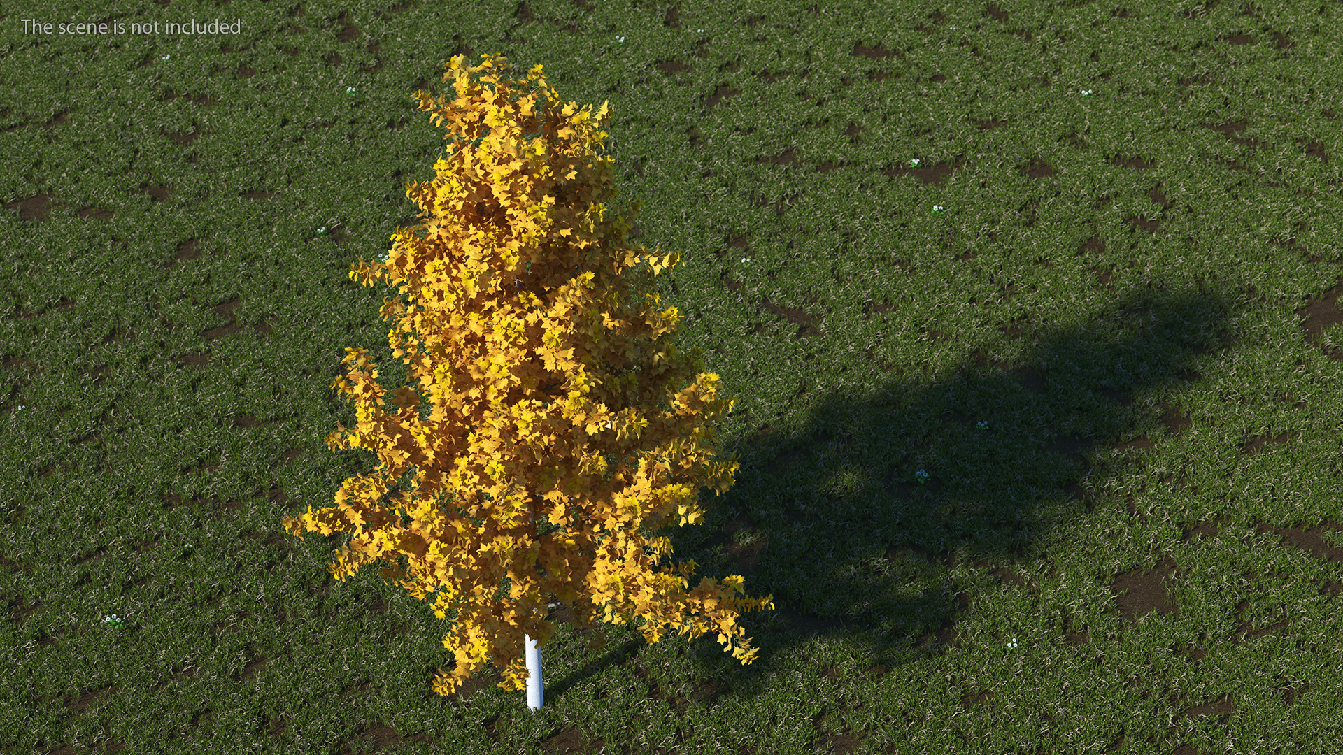 3D model Autumn Yellow Poplar Tree