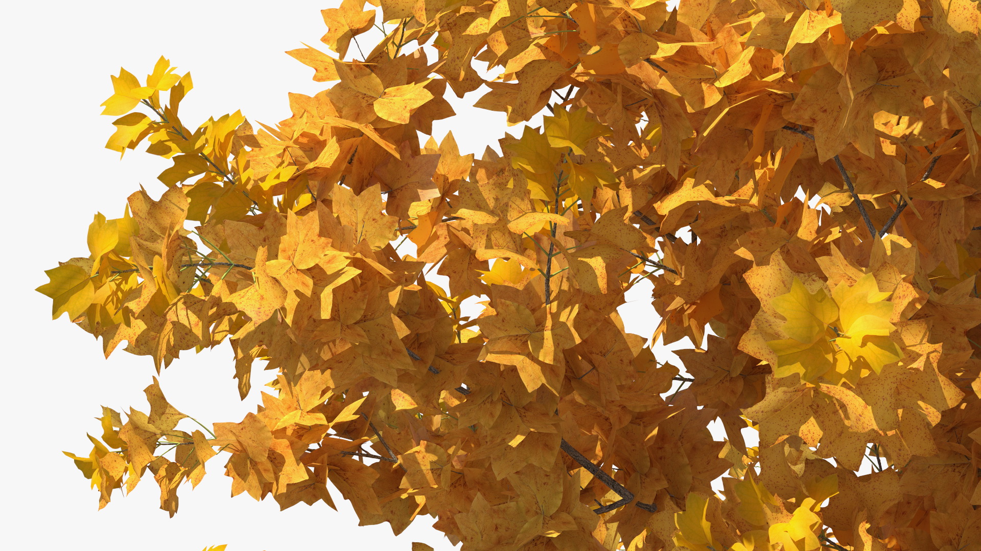 3D model Autumn Yellow Poplar Tree