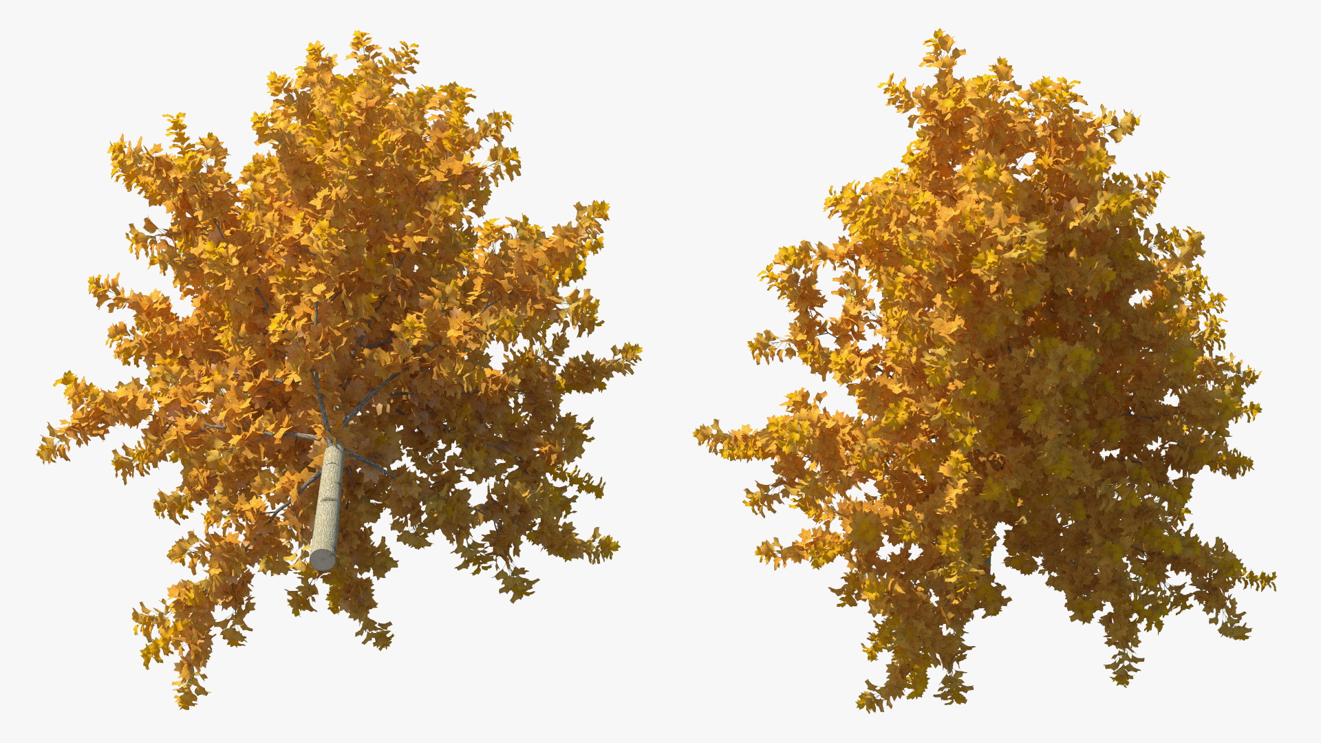 3D model Autumn Yellow Poplar Tree
