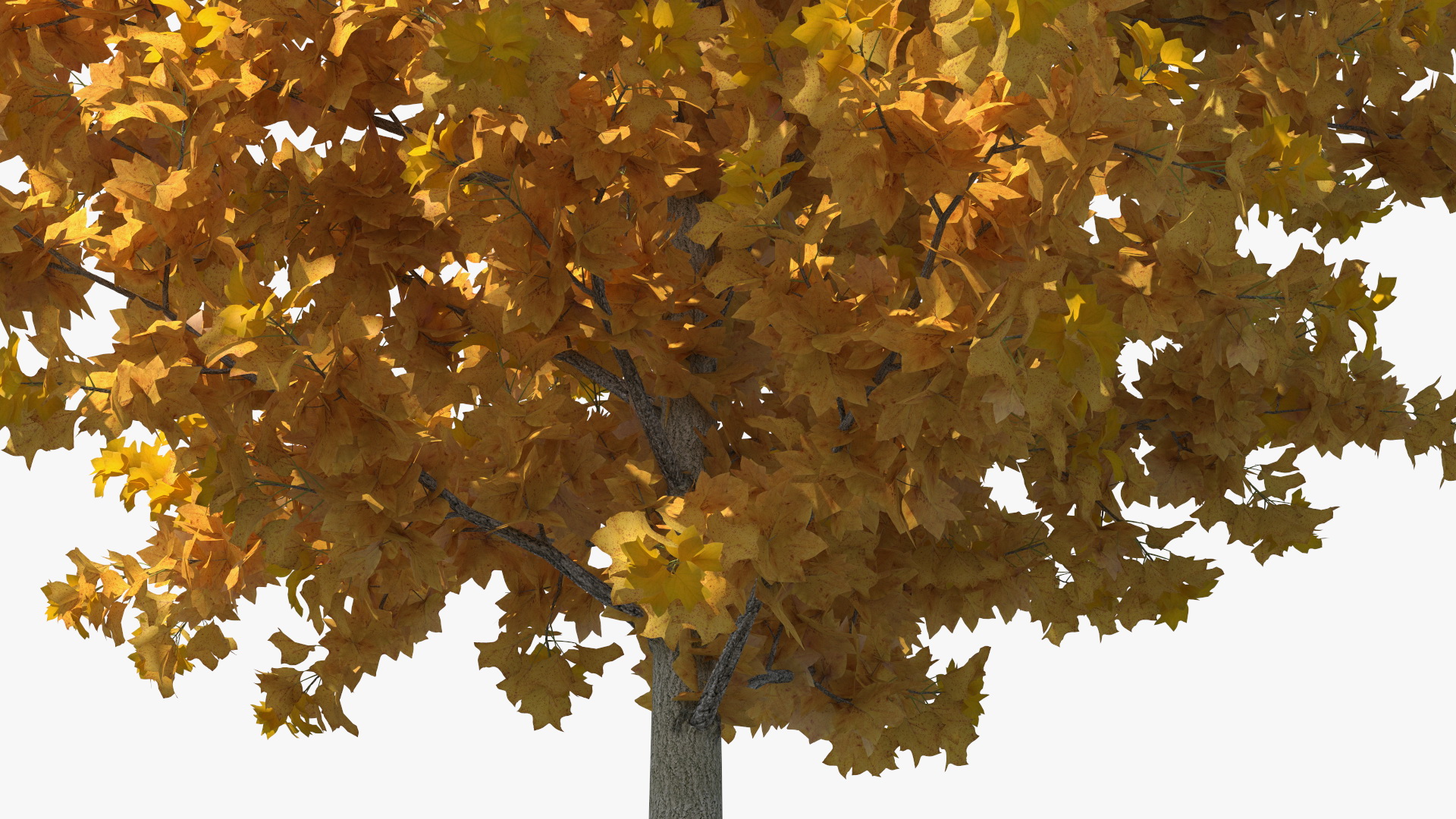 3D model Autumn Yellow Poplar Tree