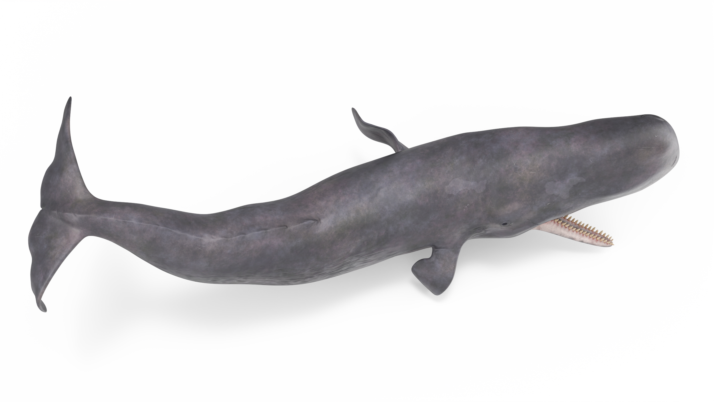 Toothed Whale Cachalot Eating Pose 3D model