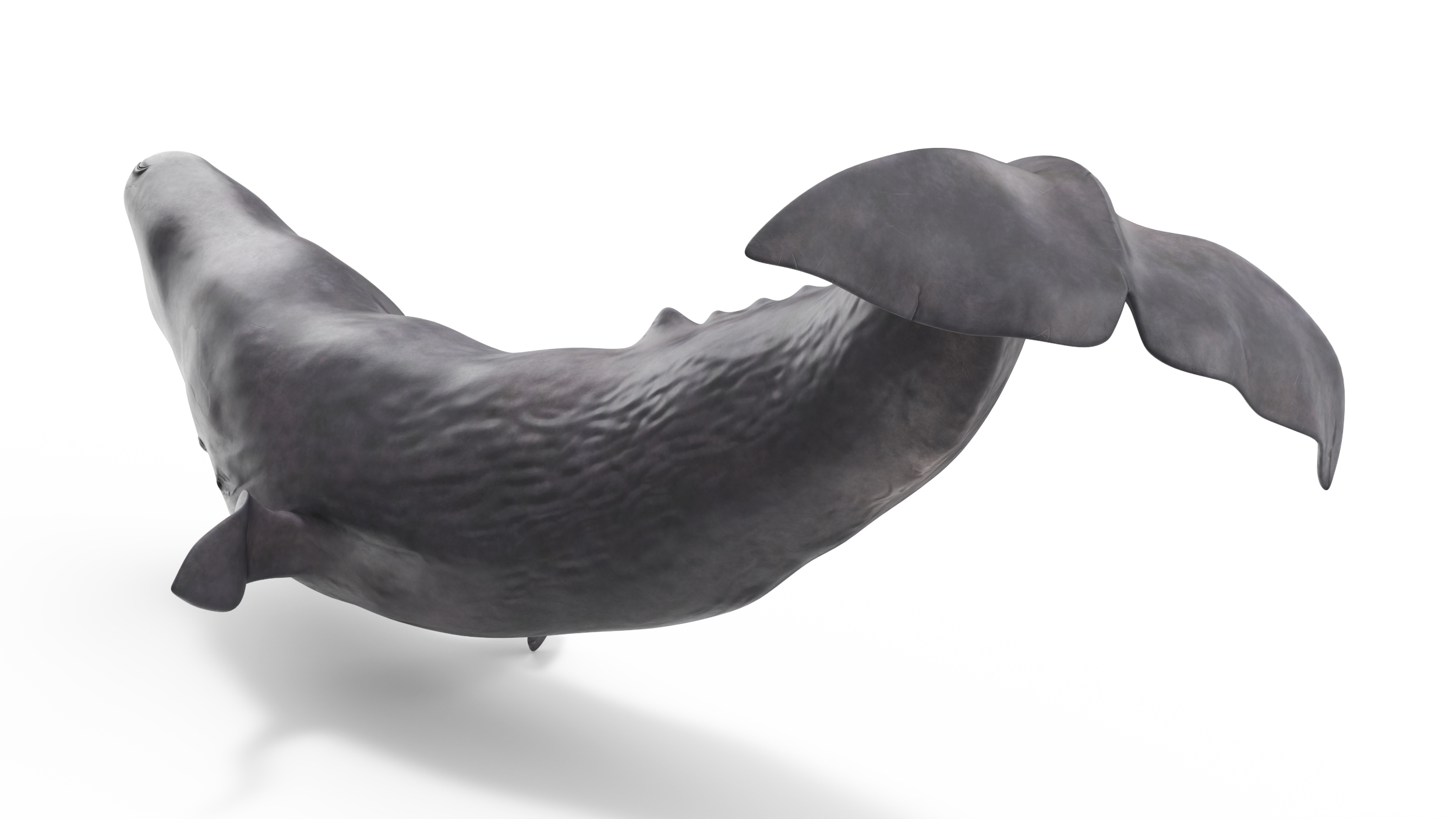Toothed Whale Cachalot Eating Pose 3D model
