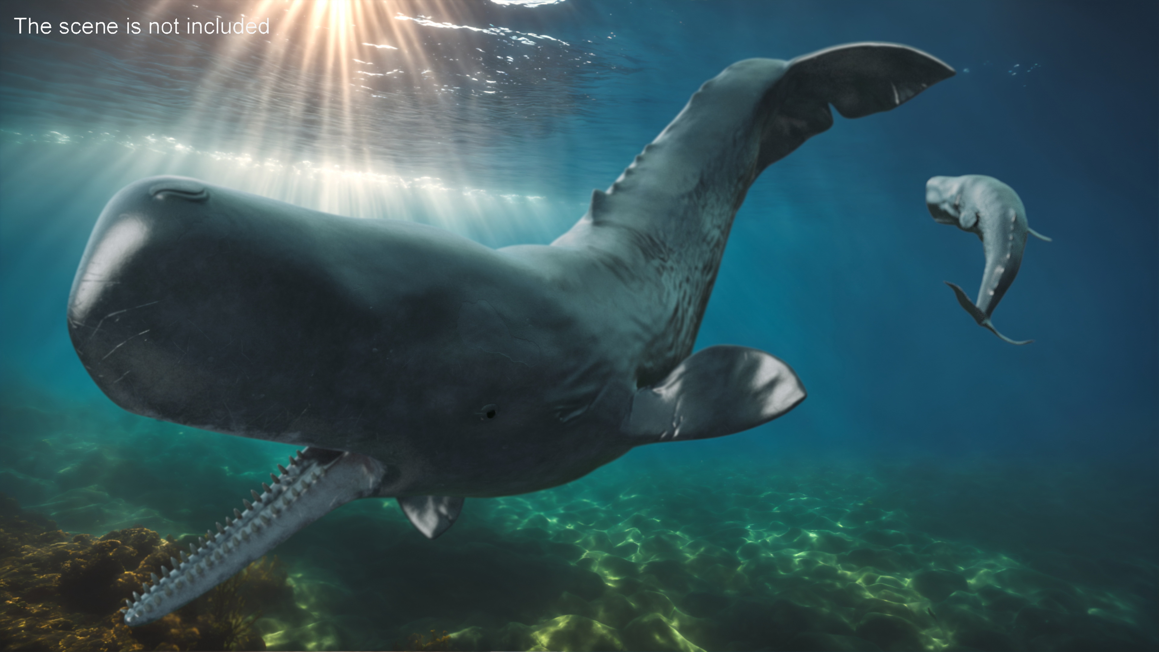 Toothed Whale Cachalot Eating Pose 3D model