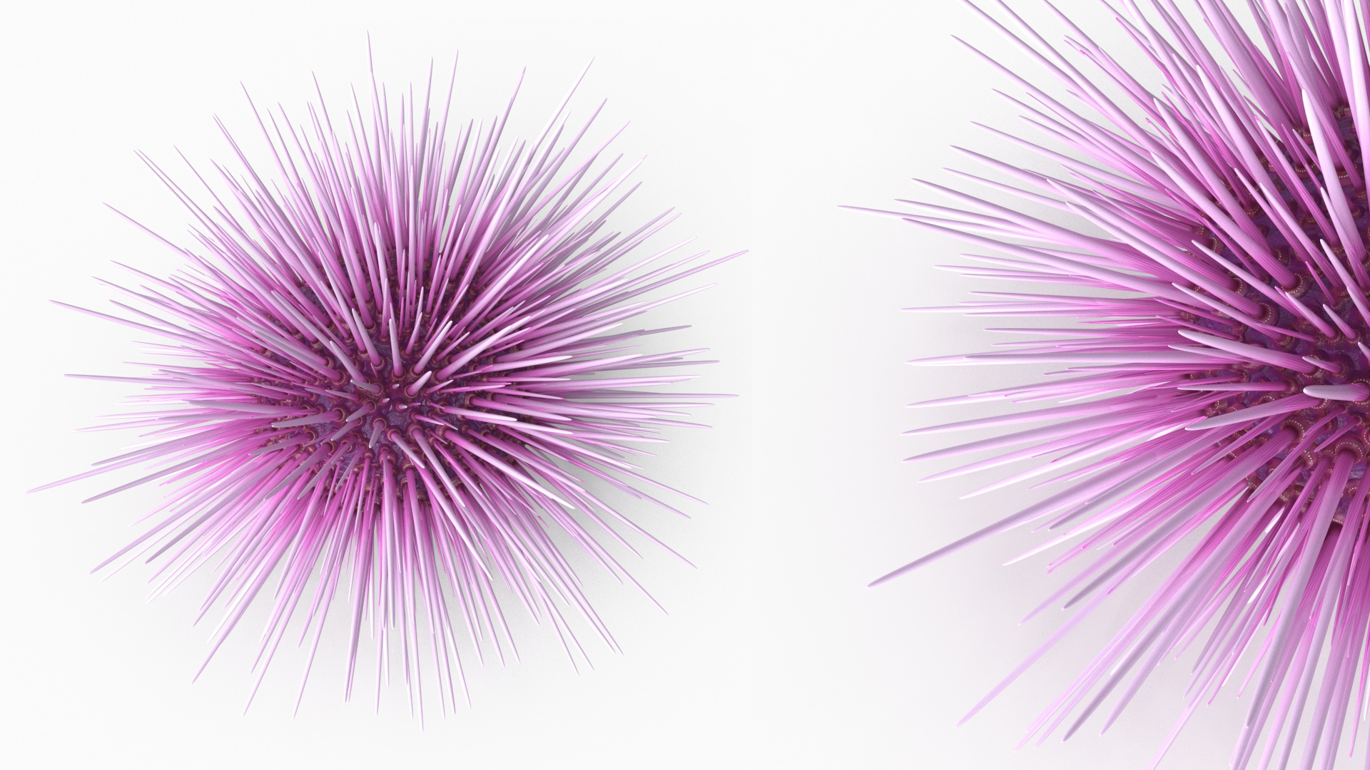Purple Sea Urchin 3D