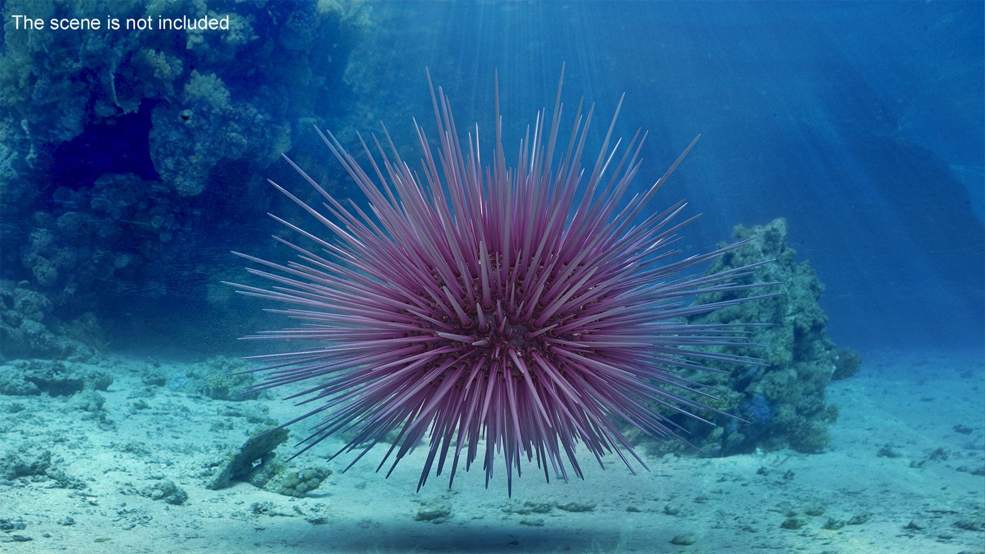 Purple Sea Urchin 3D
