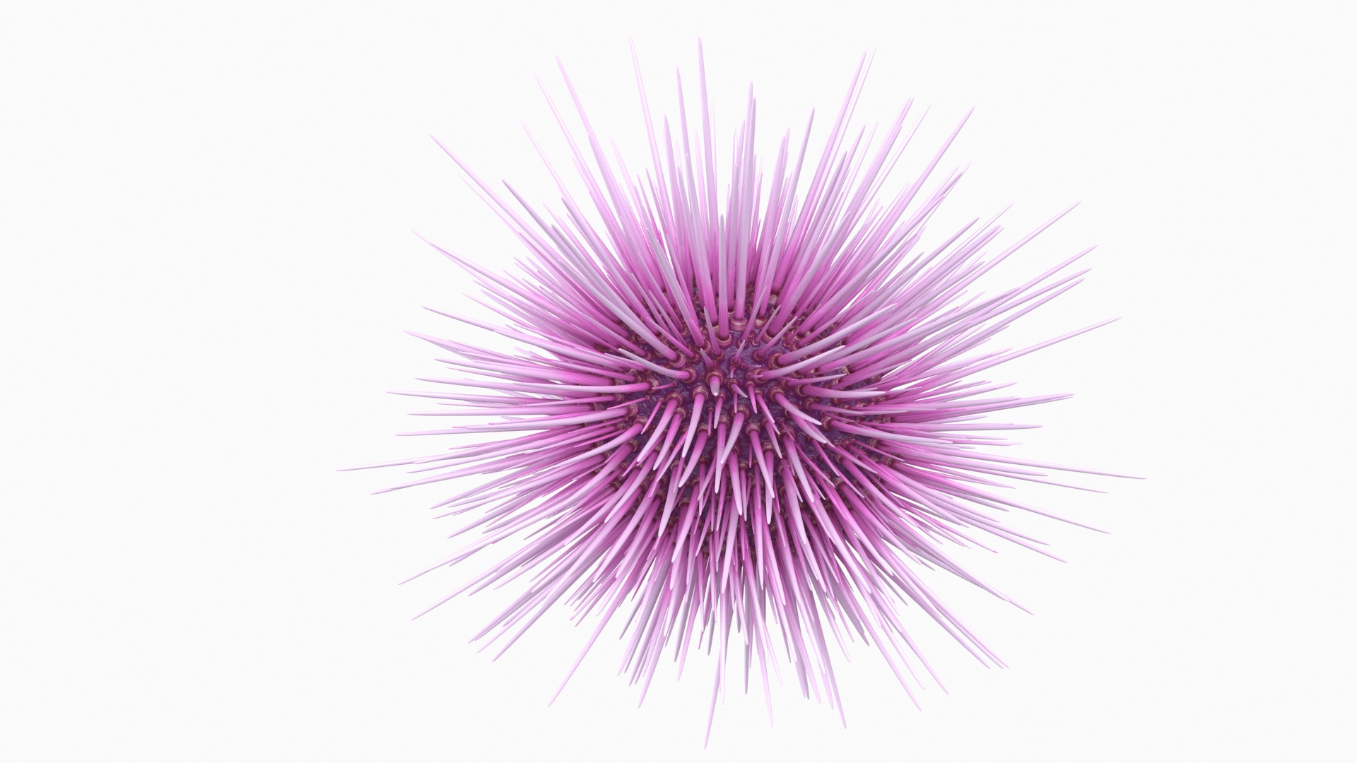 Purple Sea Urchin 3D
