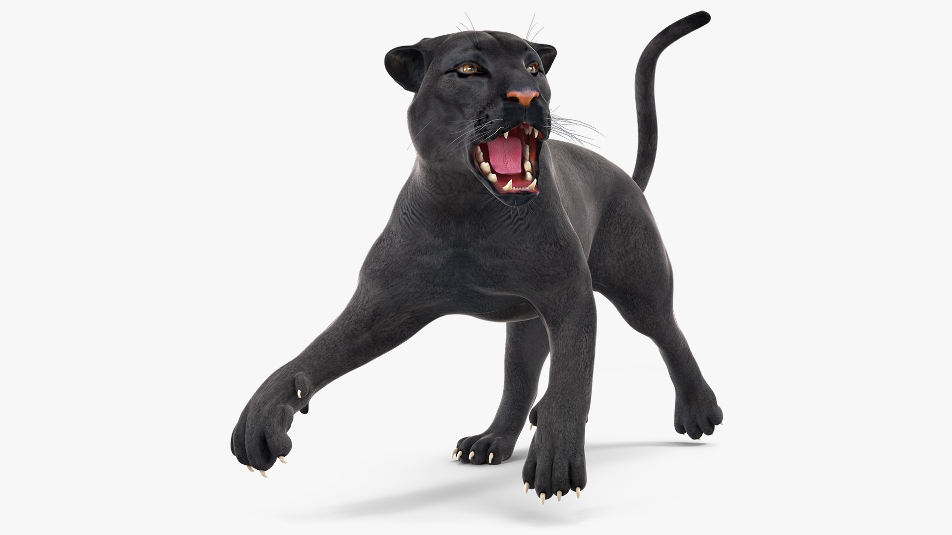 Black Panther Rigged for Cinema 4D 3D model